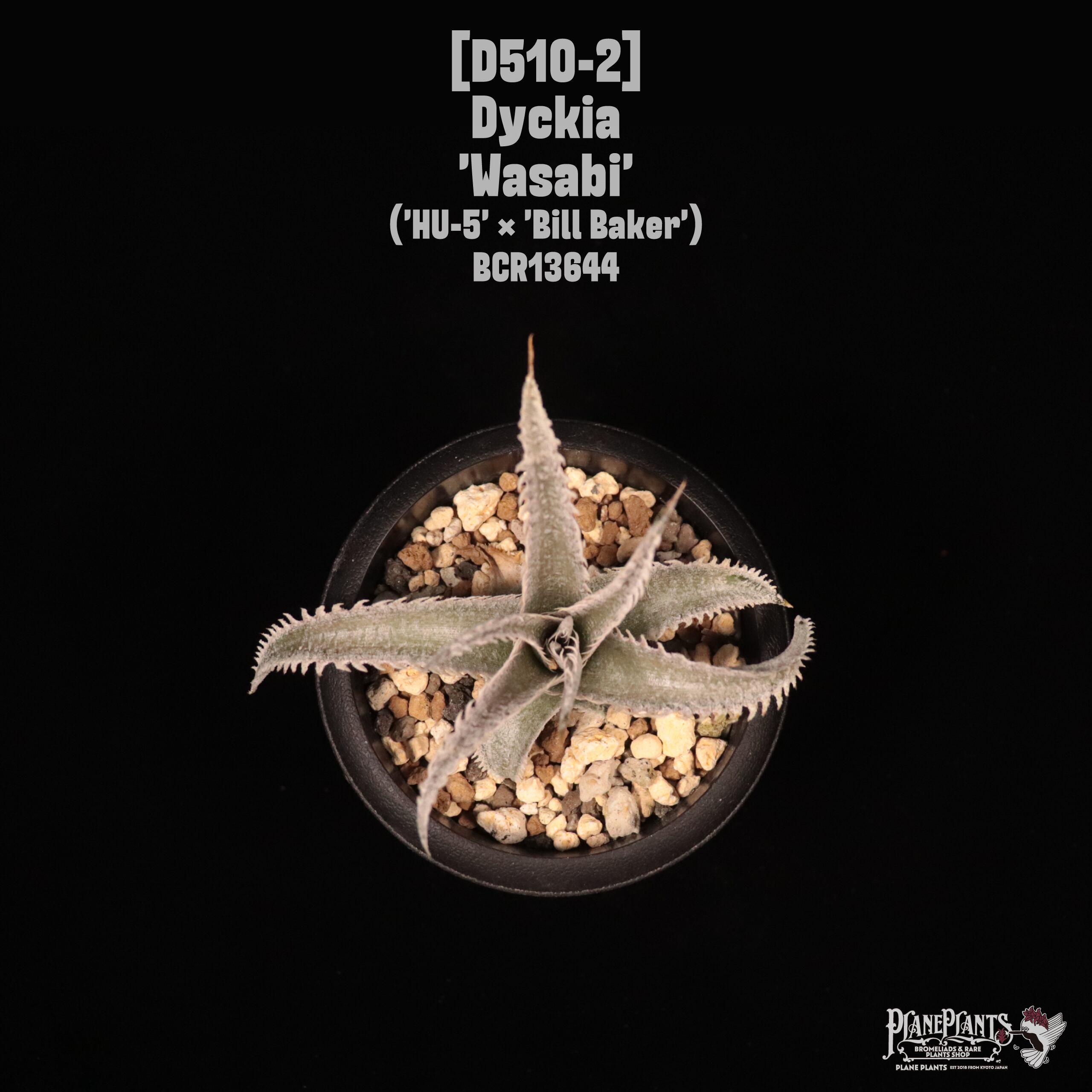 Dyckia 'Wasabi'〔ディッキア〕D510-2