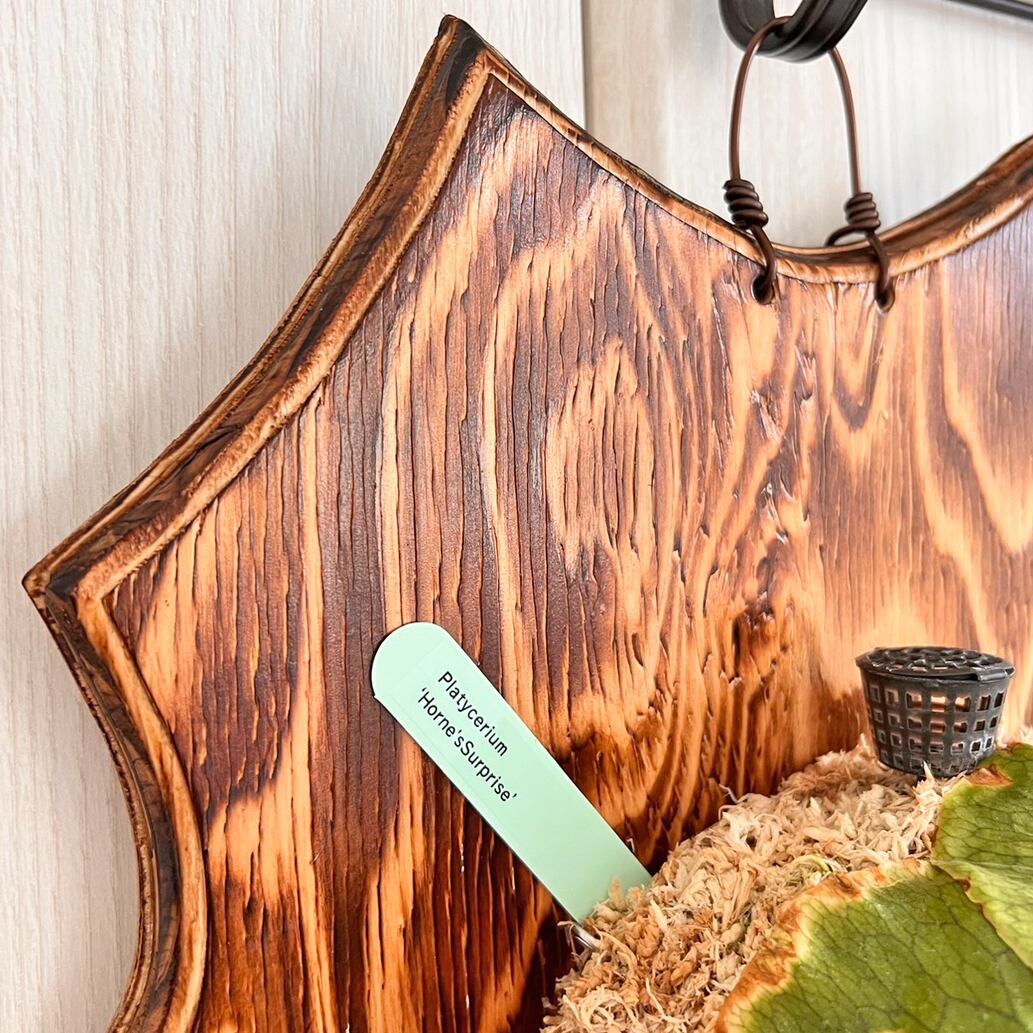 ビカクシダ ホーンズサプライズ 着生板大サイズ 板付 【観葉植物 室内