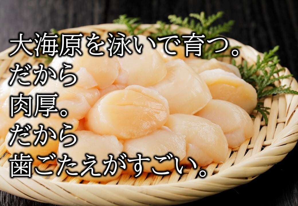 冷凍ホタテ【生食用】浜頓別産【特】サイズ（不ぞろい） | 海鮮直売