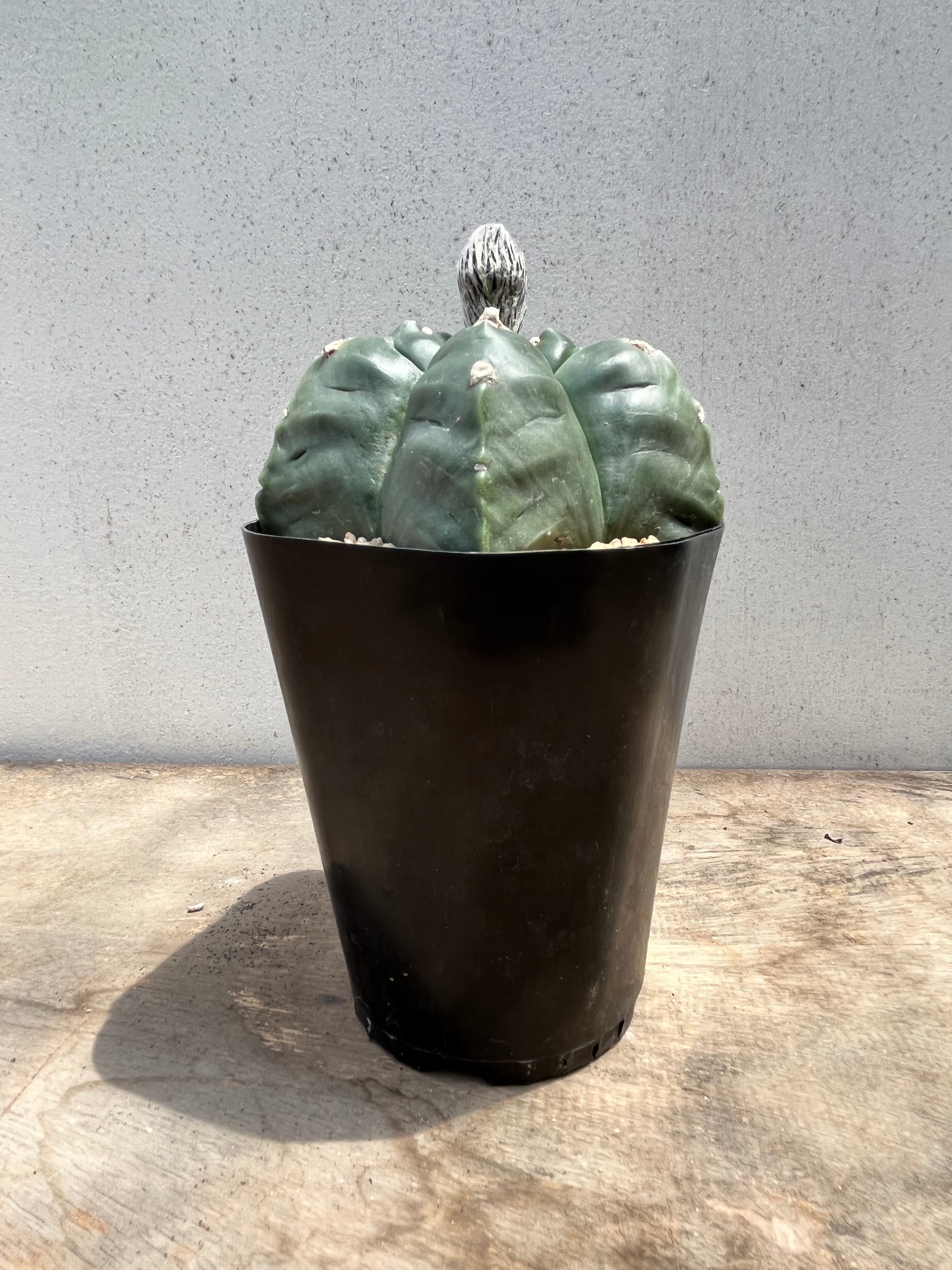 Astrophytum myriostigma アストロフィツム 亀甲ヘキラン ランポー玉