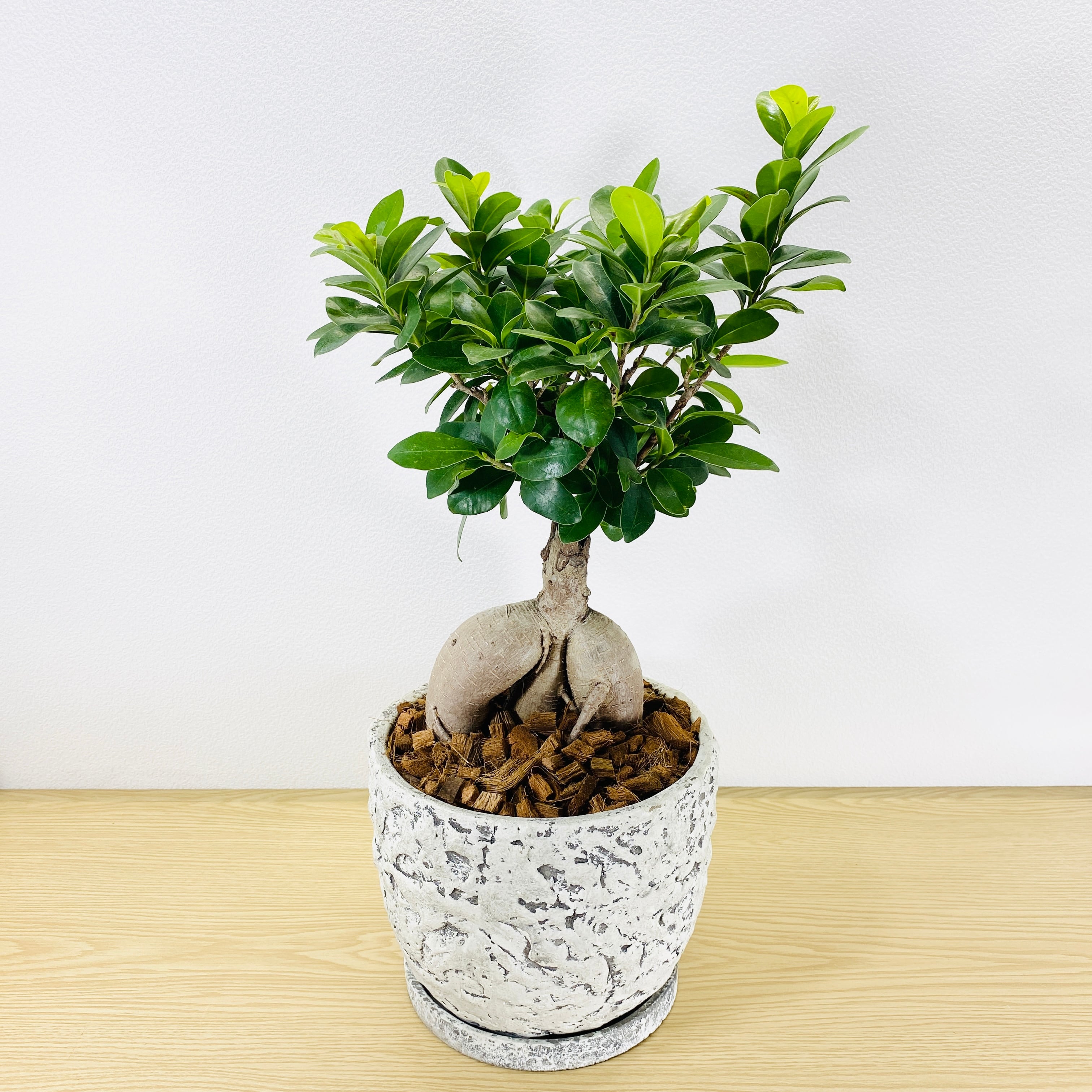 ガジュマル・多幸の木 [観葉植物・1点もの] | Herbree・観葉植物の通販