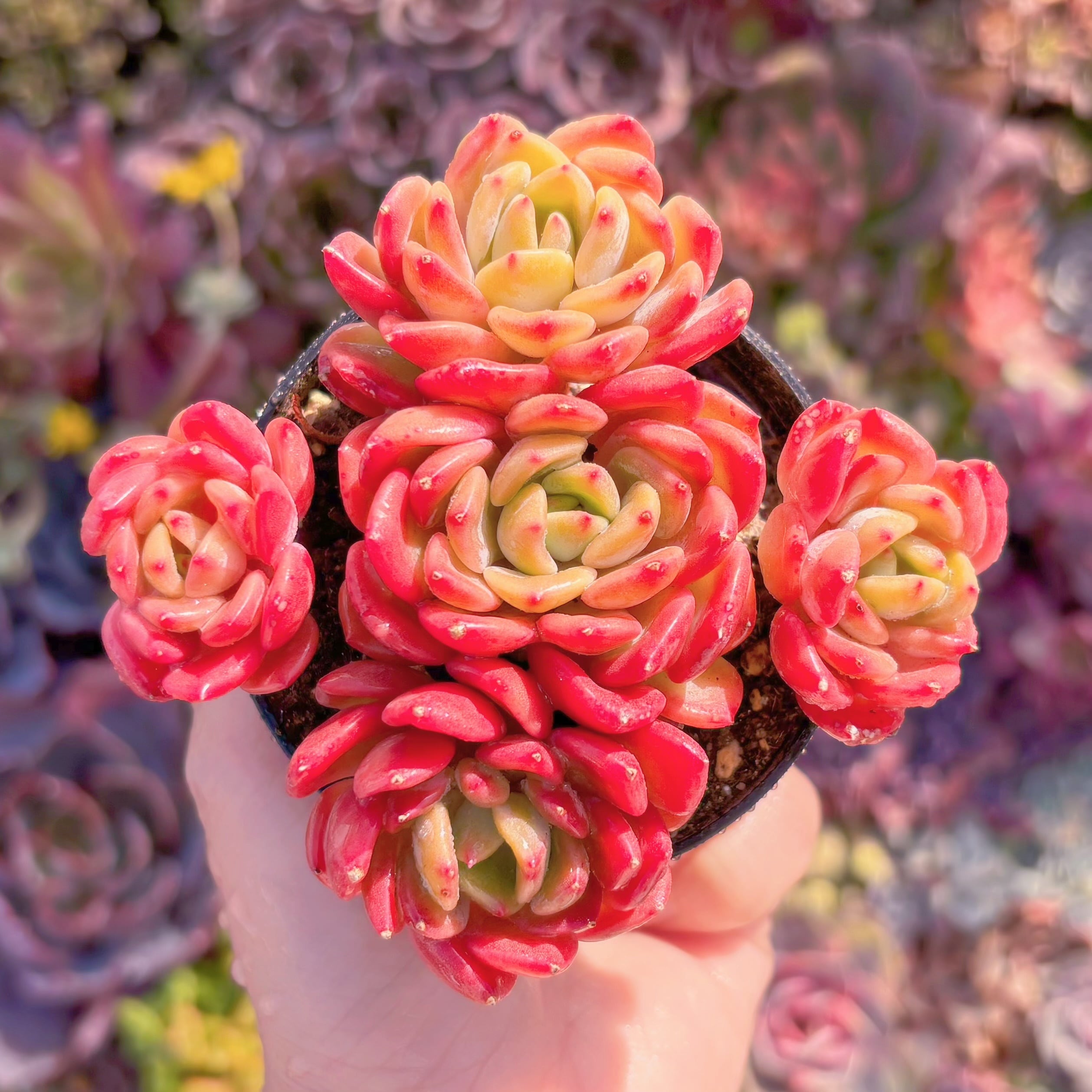 現品　プロディティール#F045　群生　新入荷　るる農園