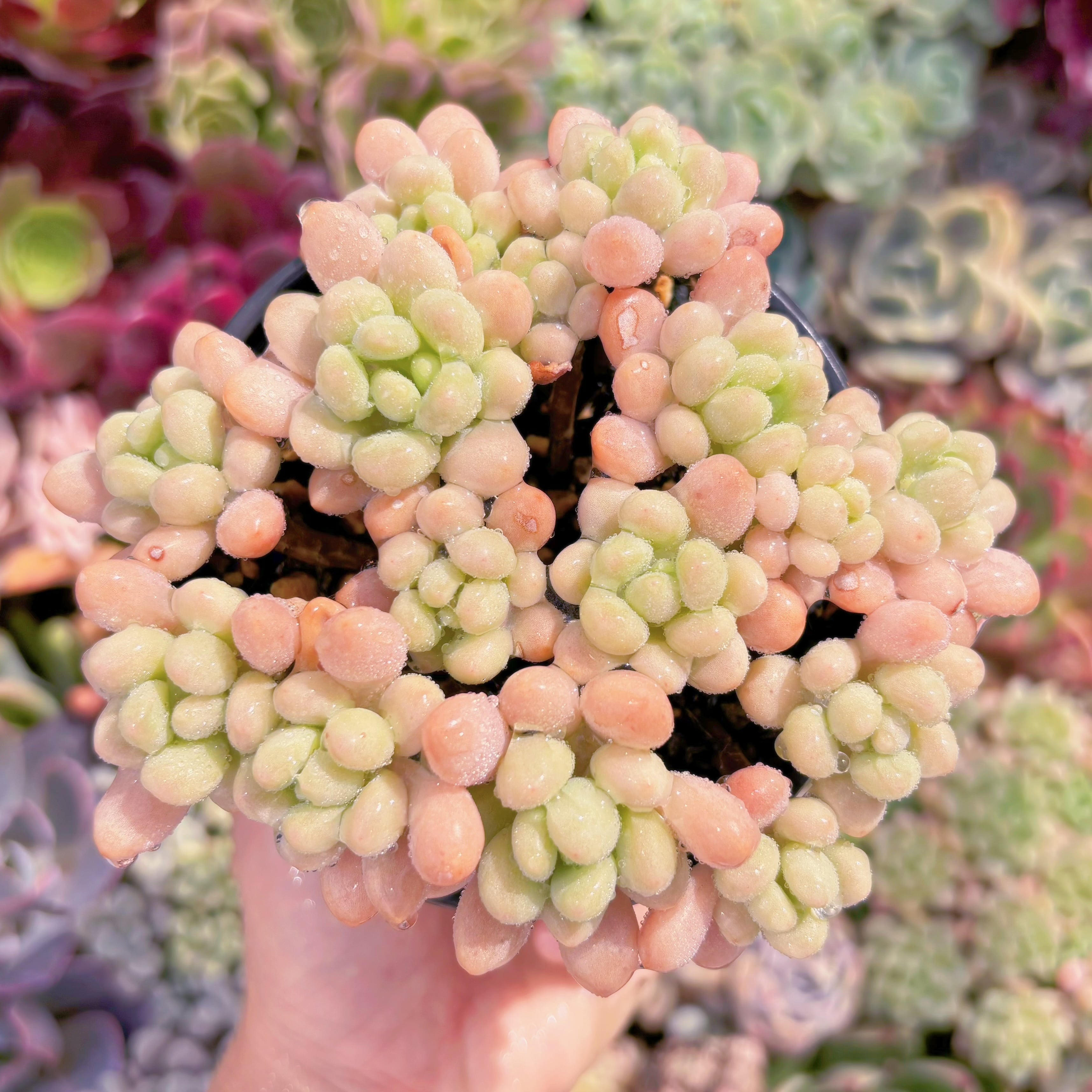 現品　ロココ#A10　古株　群生　るる農園