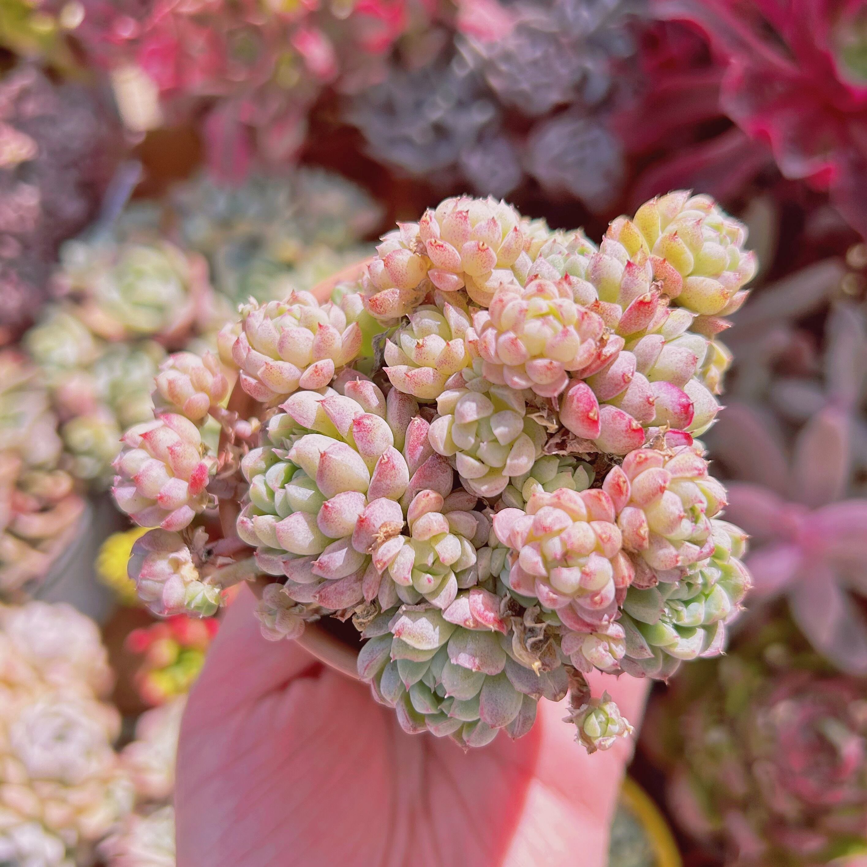 #737現物　多肉植物　ハチミツボール