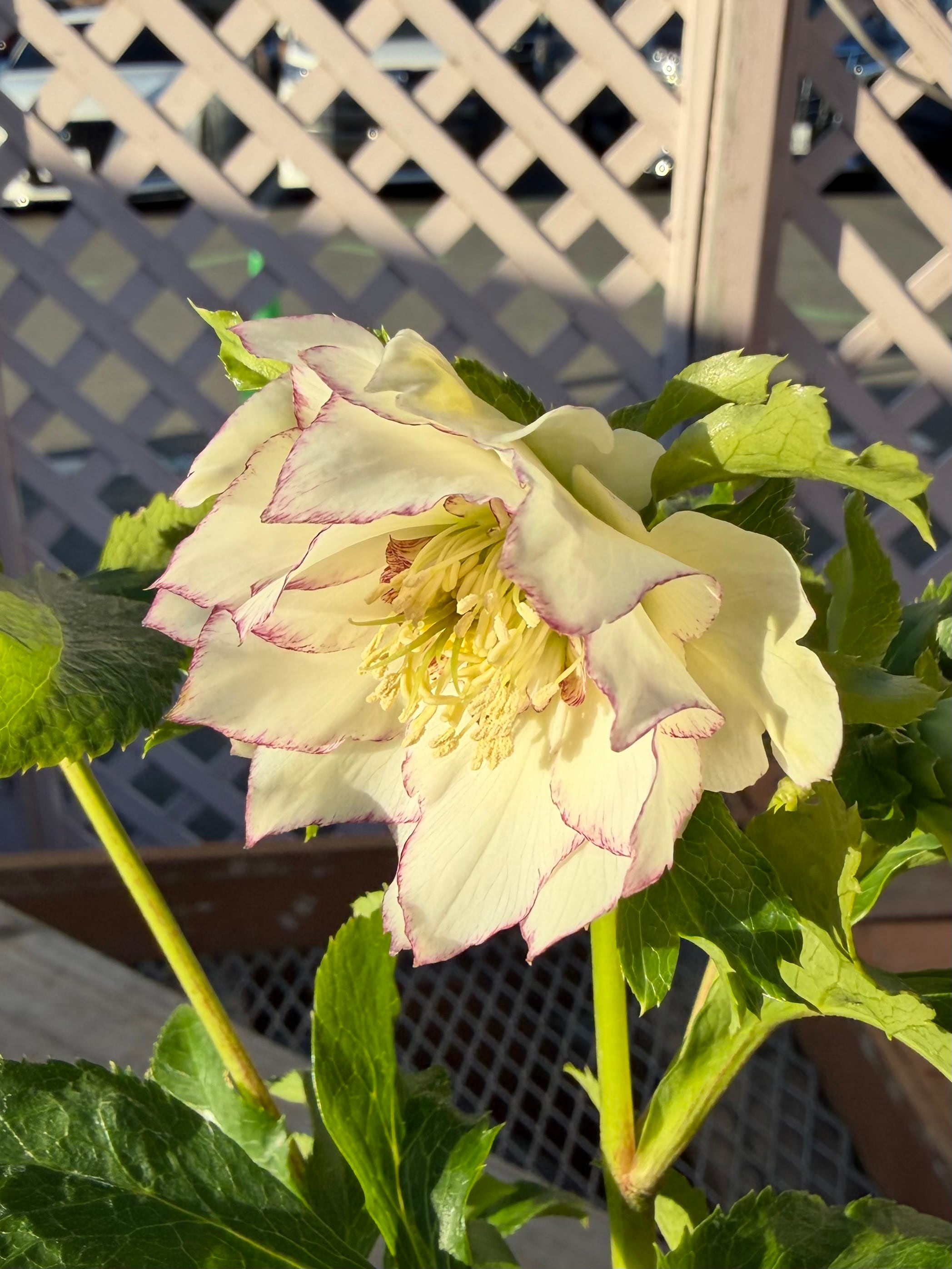 シャルウィダンス 若泉ファーム クリスマスローズ【Wa01】送料無料