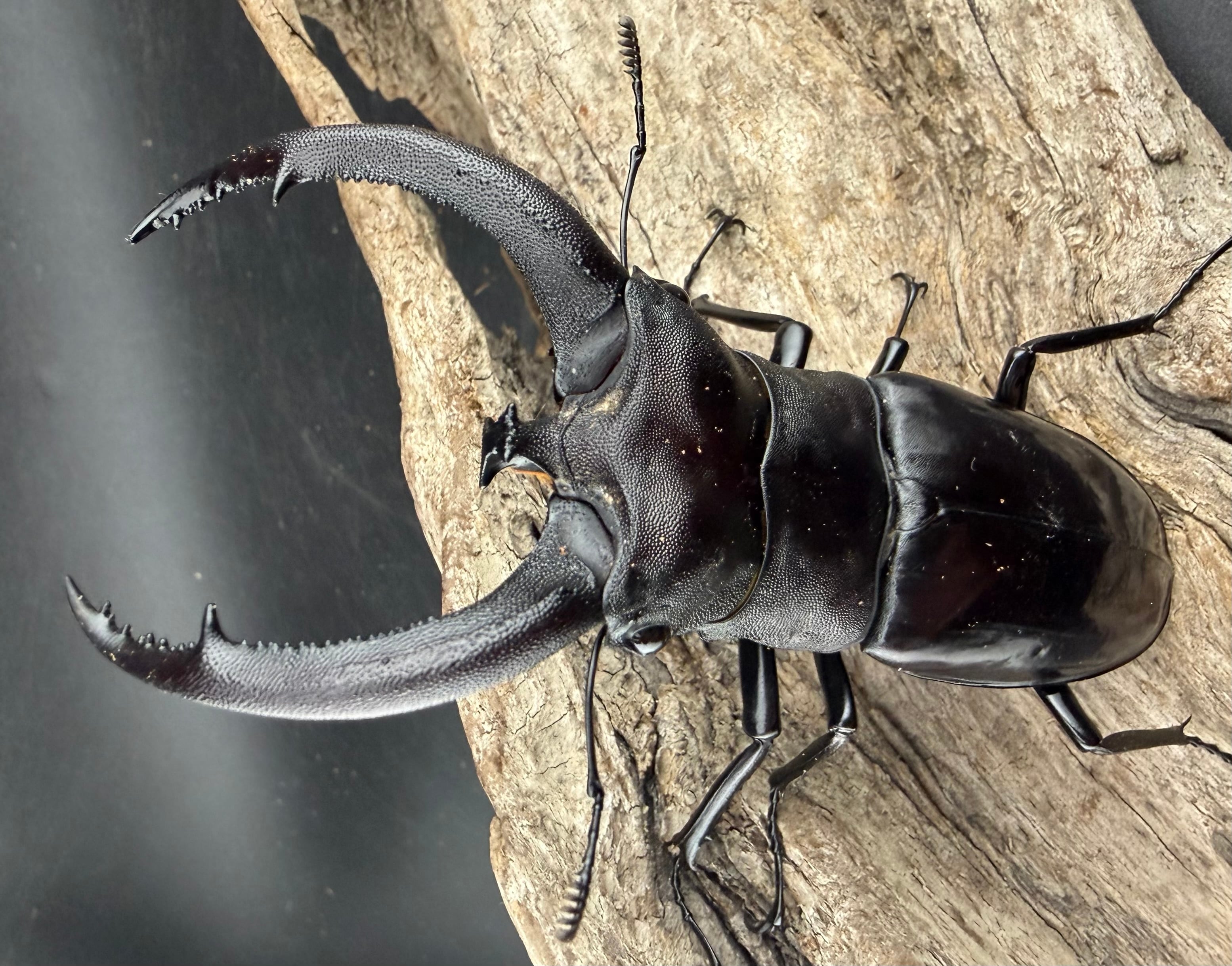 WD】大型《リノケロスフタマタ 97mm ペア》 | KPW公式オンラインショップ