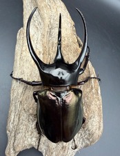 【WD】《ジャワコーカサスオオカブト 115.5mm A’品ペア》