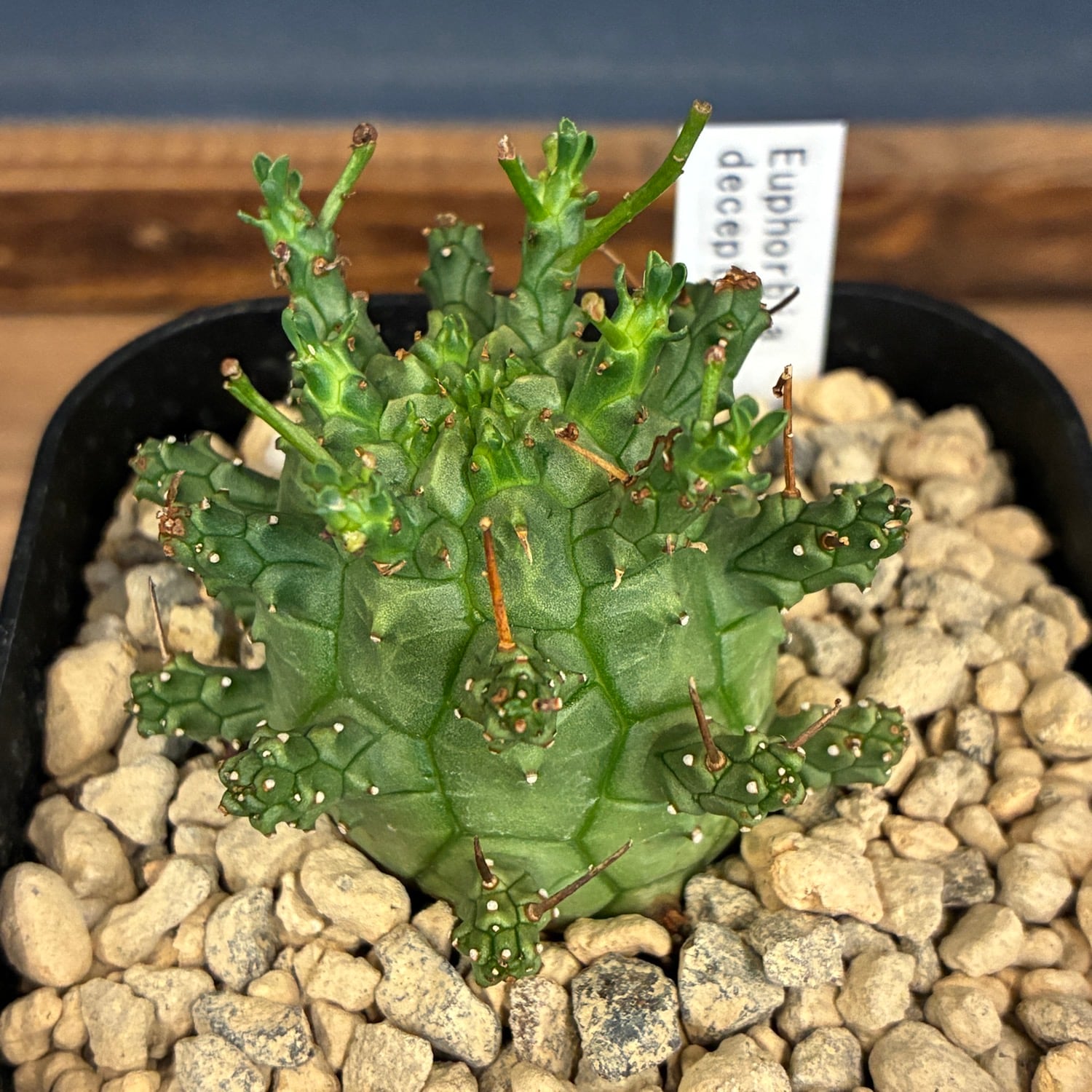 1万円以上10%OFFクーポン対象】ユーフォルビア デセプタ【866