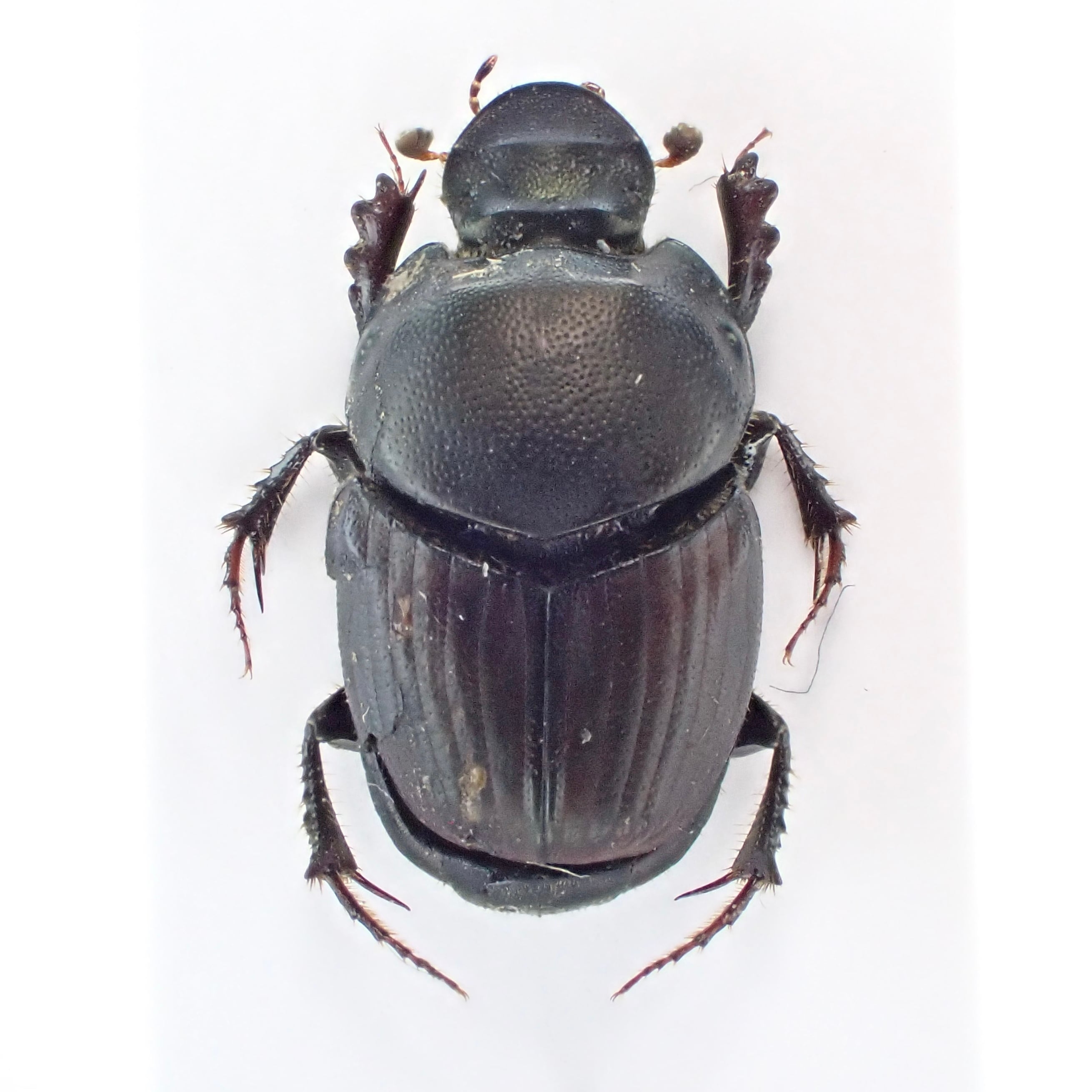 ウクライナ産 Onthophagus taurus ♂♀ 9mm/10mm | 昆虫標本 Diggers