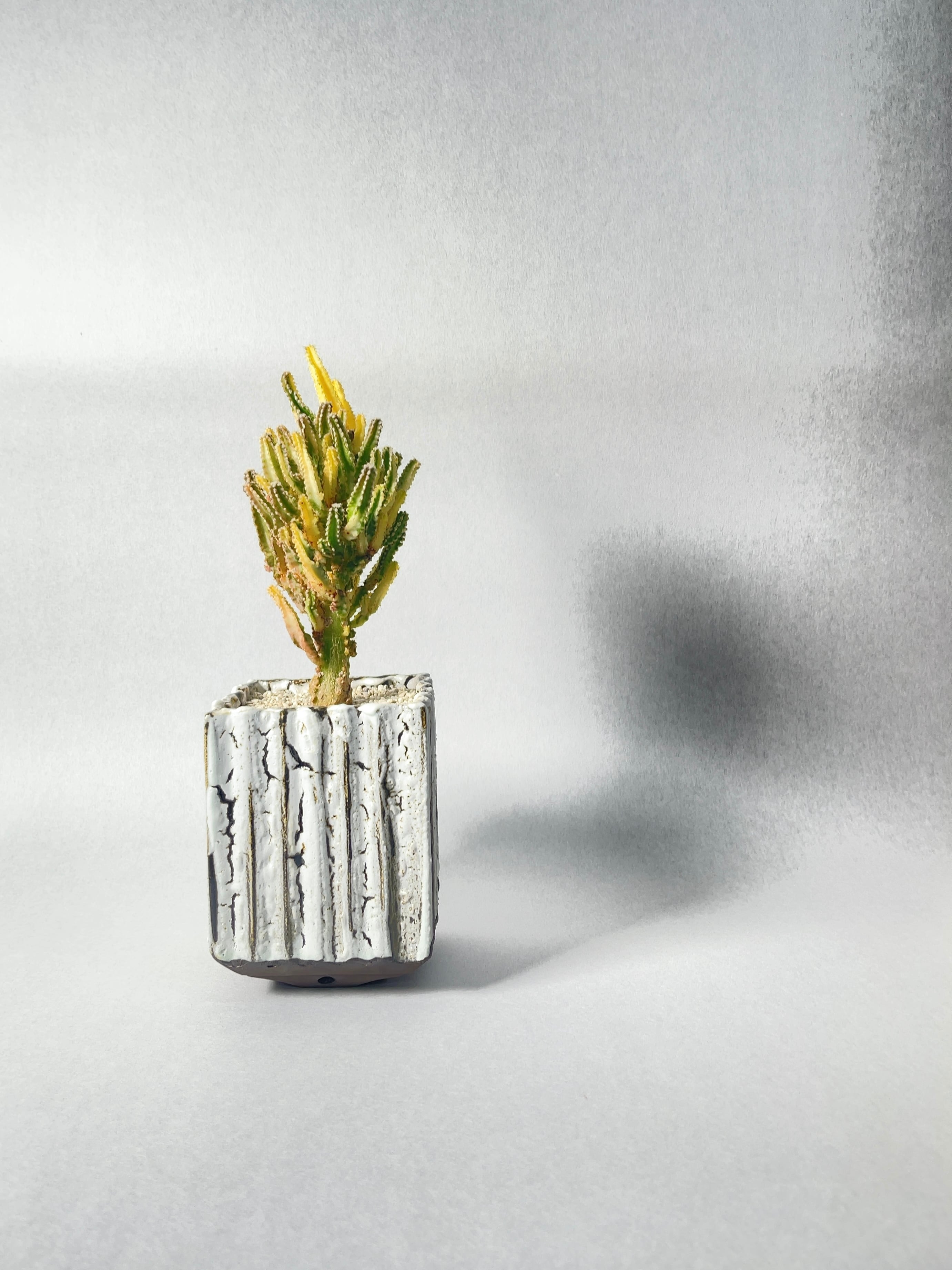 セレウス・ペルヴィアナス錦 | trigger