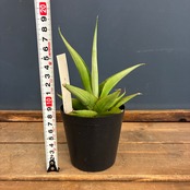 【クリアランスセール対象商品】サンスベリア　ミラノ【633】【再撮影】【▼】