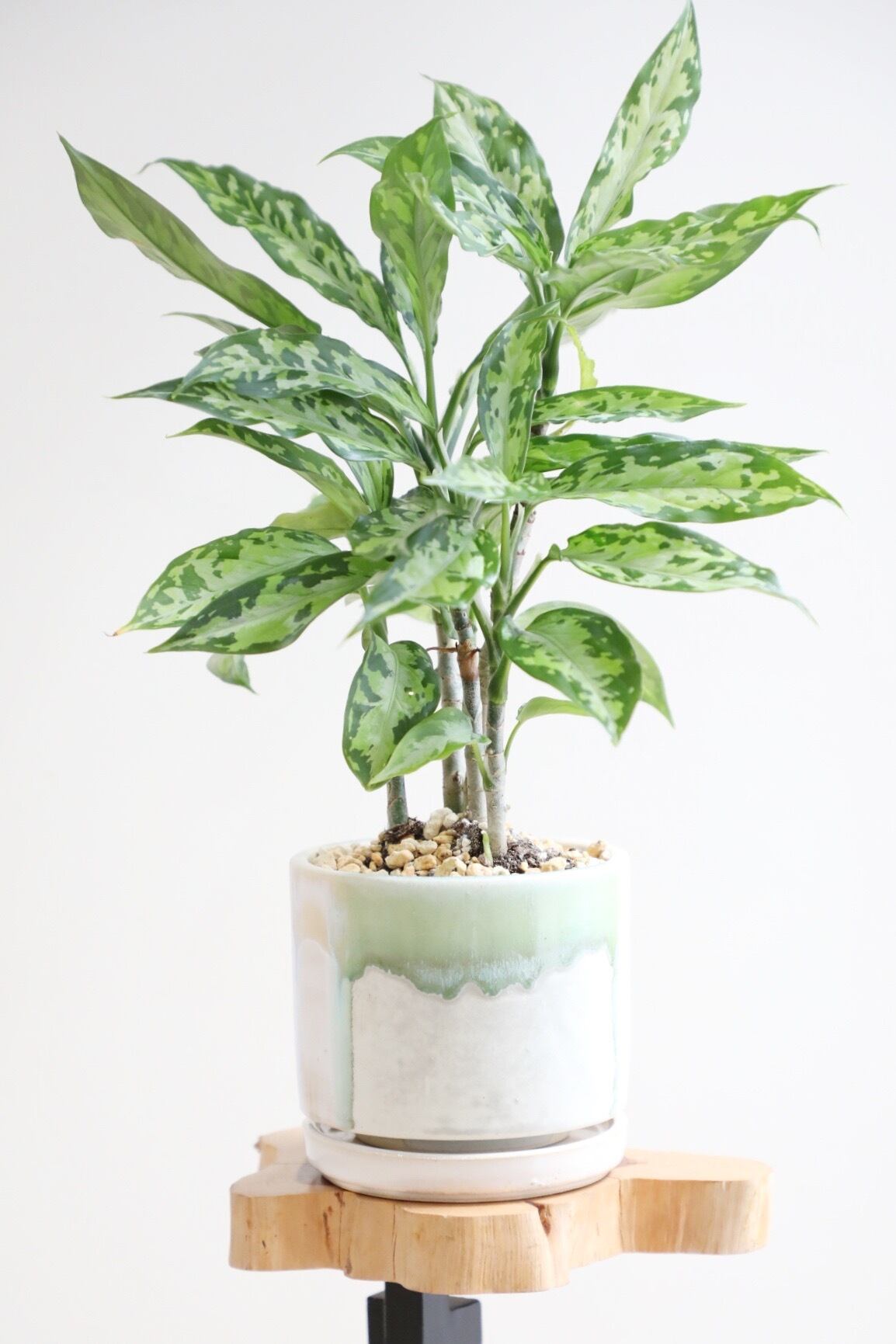 希少】【S】アグラオネマ ピクタム エウレカ/Aglaonema pictum