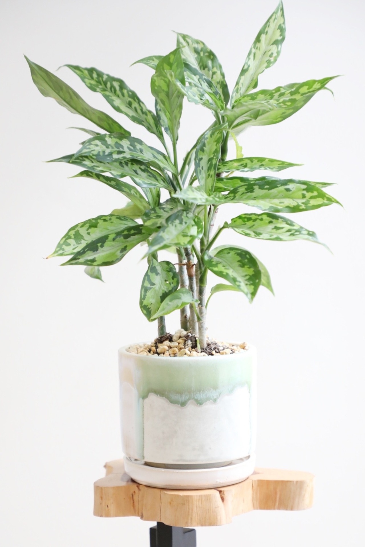 【希少】【S】アグラオネマ ピクタム エウレカ/Aglaonema  pictum