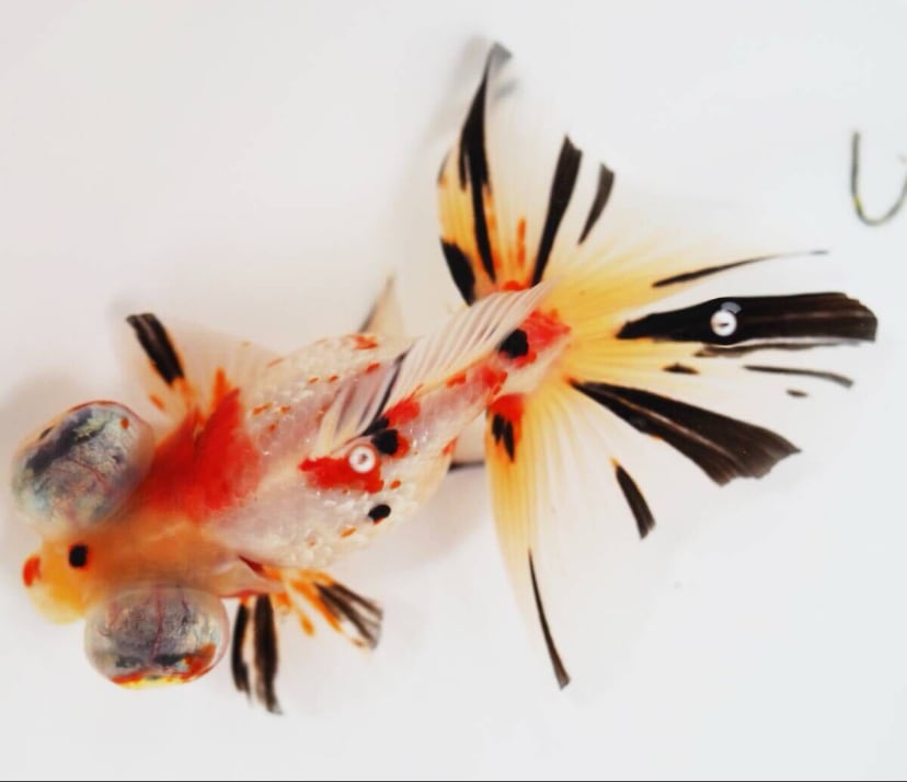 キャリコ蝶尾の仔魚約4cm 10匹セット(浜松 二橋養魚場産)。