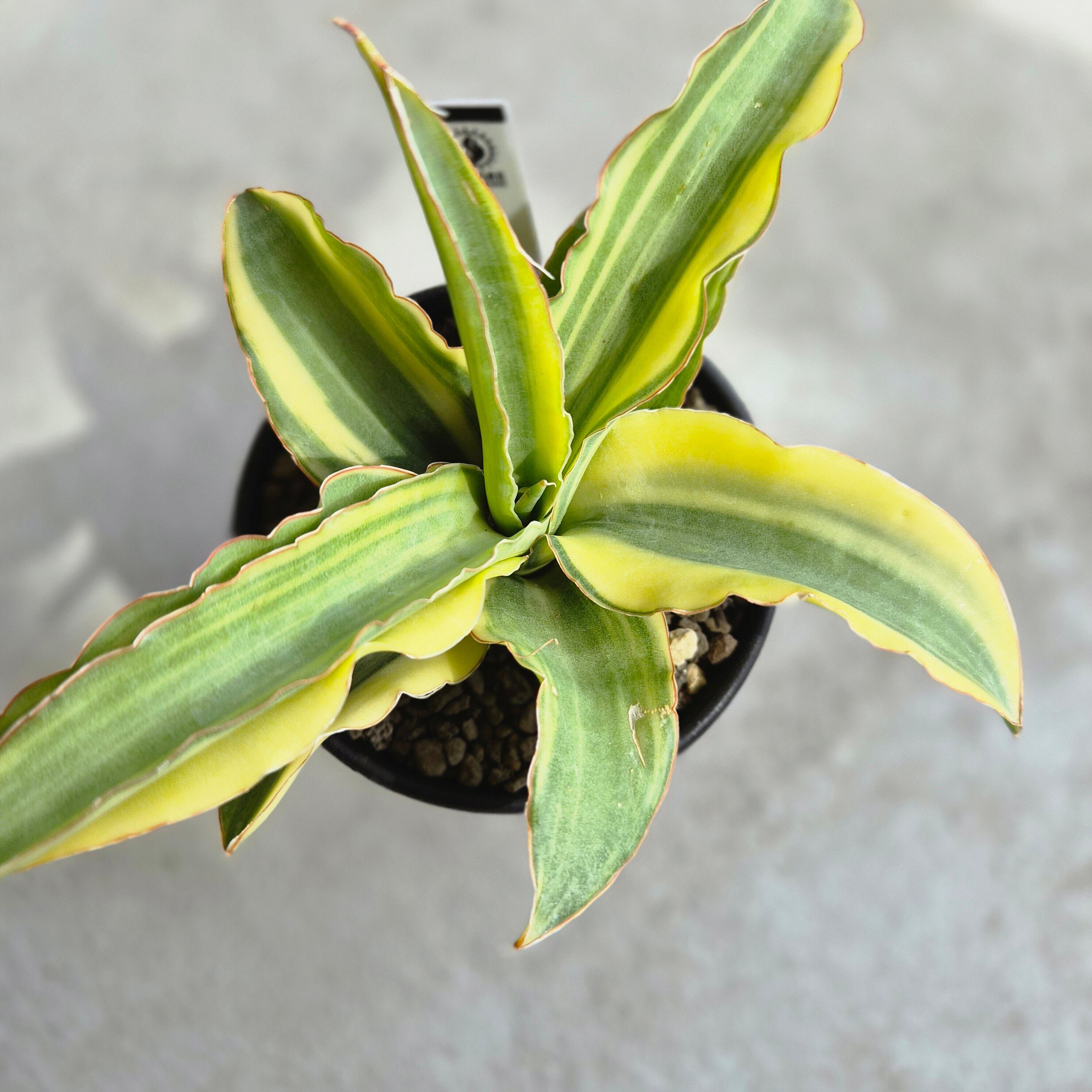 サンスベリア・カタナ 斑入り（Sansevieria Katana Variegated
