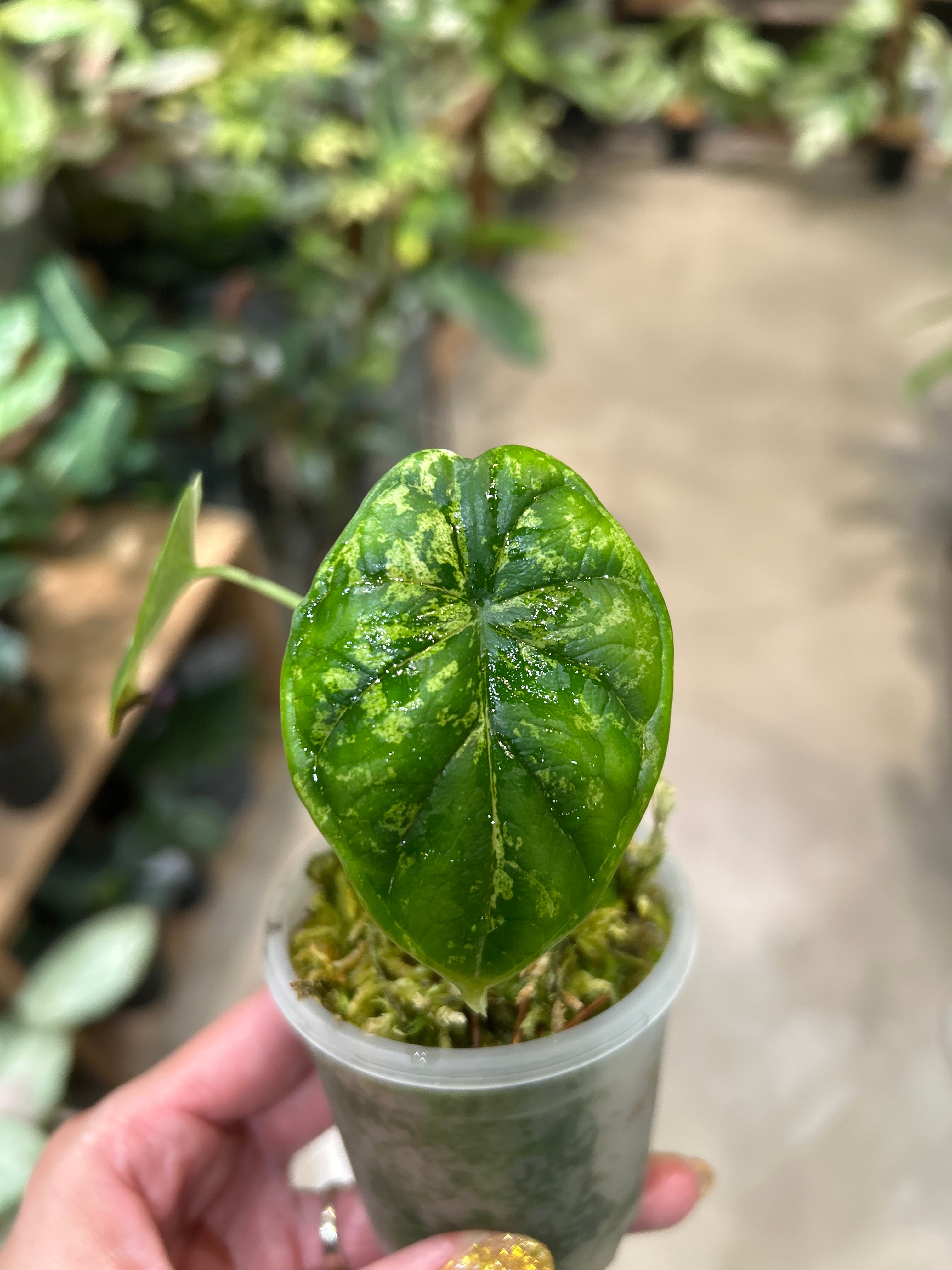 B フィロデンドロン キャラメルマーブル ファイヤータイガー