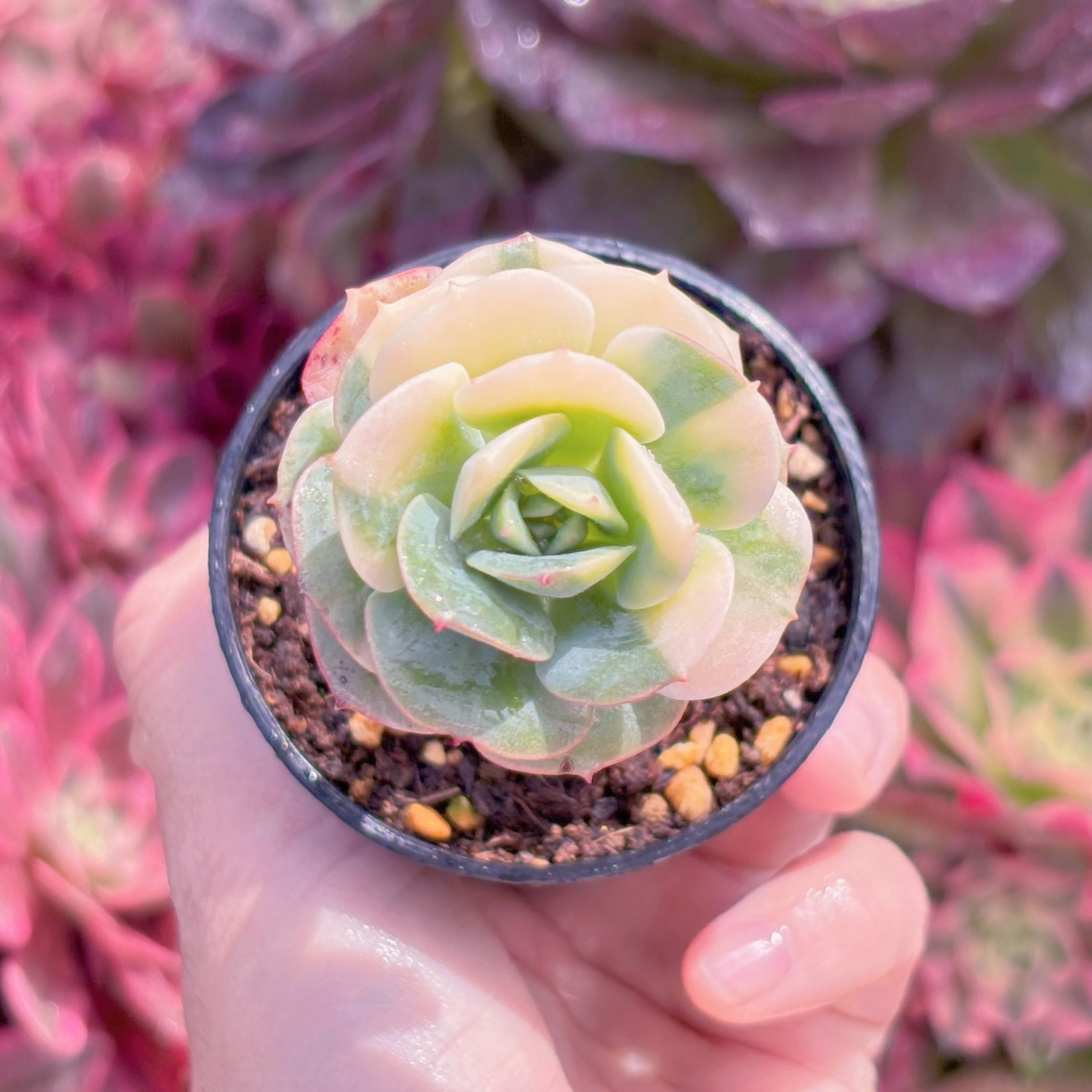 現品　イタリアローズ錦#867　るる農園