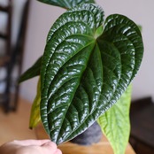アンスリウム シリ│Anthurium Siri（A.radicans×A.dressieri）③