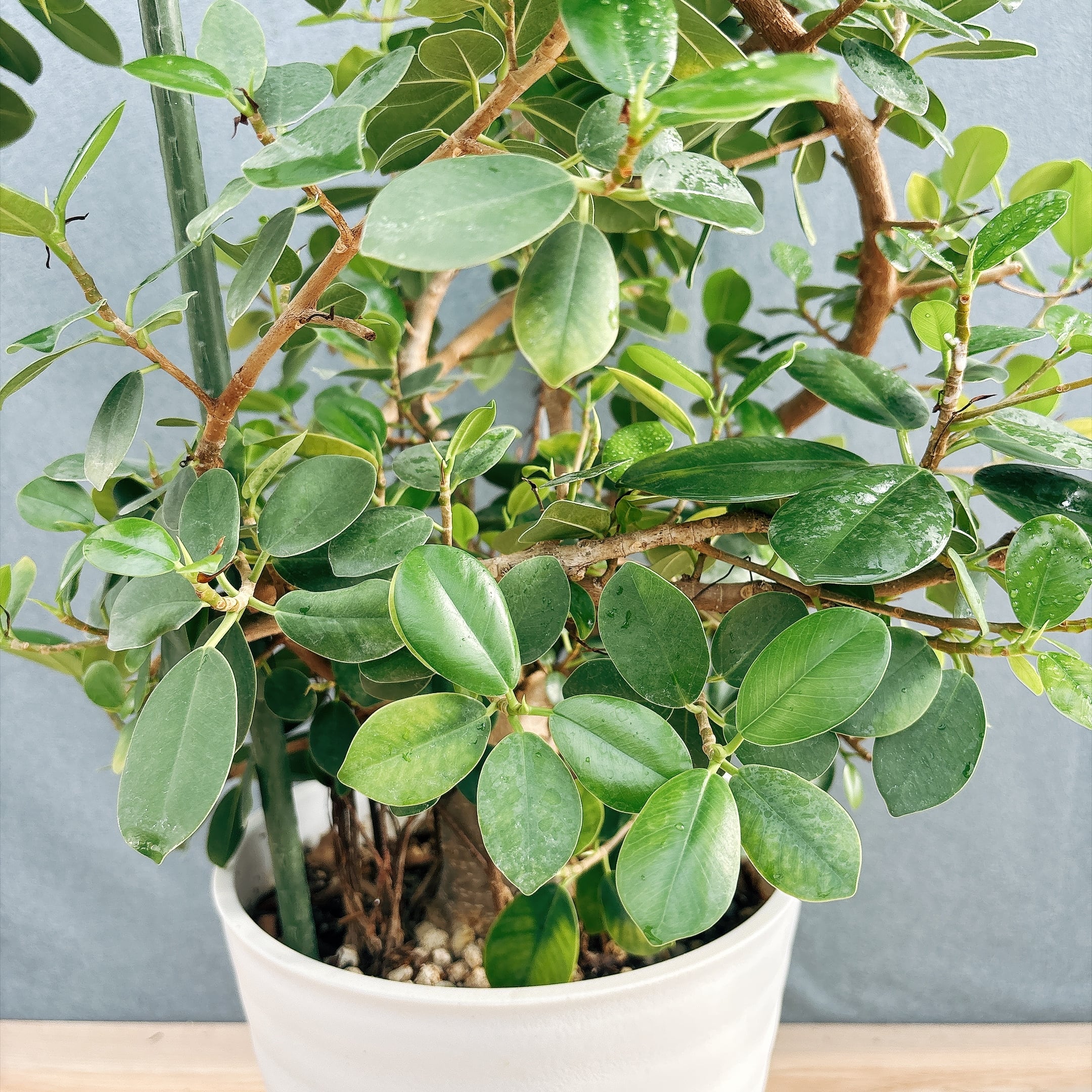 ［現品］【希少】A32 パンダガジュマル　盆栽仕立て　8号　観葉植物　室内　レア 現品］【希少】A32 パンダガジュマル 盆栽仕立て 8号 観葉植物 室内