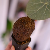 Stephania kaweesakii│ステファニア カウィーサキー③│観葉植物