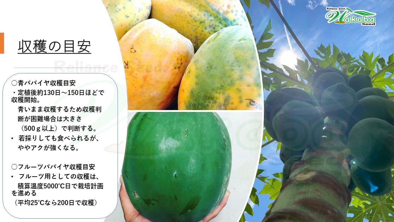 青パパイヤ種子10粒規格「台農1号」 | wakabaseed