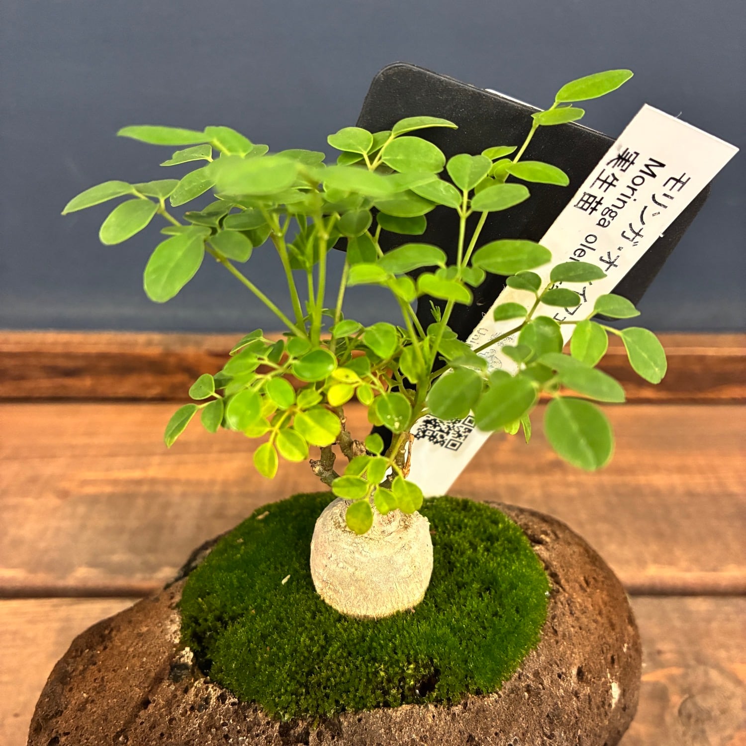塊根植物 | PROTOLEAF プロトリーフ
