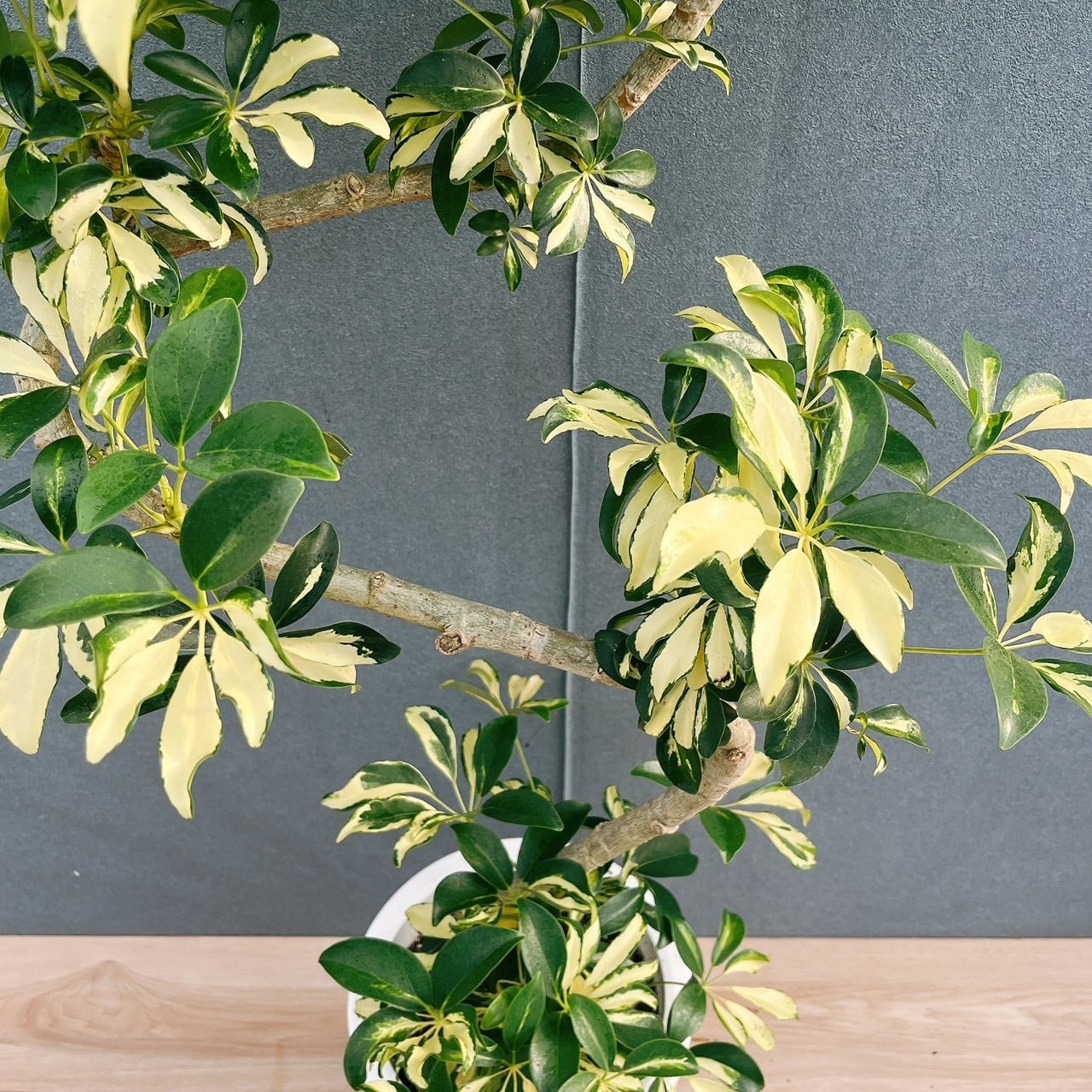 現品］14番 シェフレラ グランディ 曲がり 8号 観葉植物 斑入り 室内
