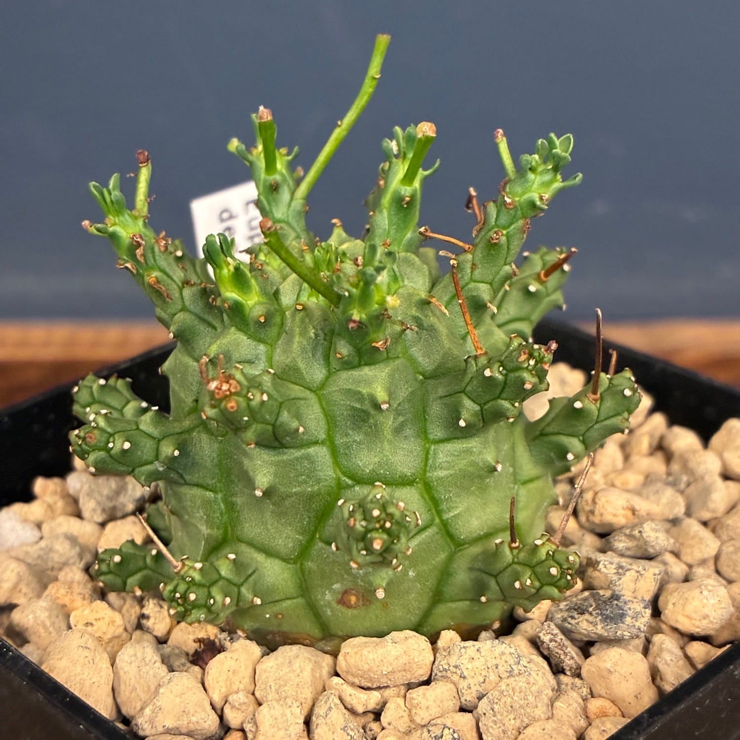 多肉植物 | PROTOLEAF プロトリーフ
