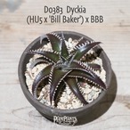 【抜き苗送料無料】(HU5 x 'Bill Baker') x BBB〔ディッキア〕現品発送D0383