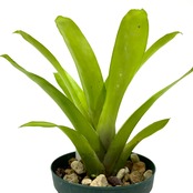 エクメア gamosepala (Brazil) 【677】