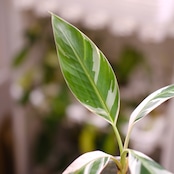 Banana Musa Ae Ae⑧ / ムサ アエアエ (斑入バナナ)│観葉植物
