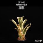 Hohenbergia 'Karla'〔ホヘンベルギア〕H240