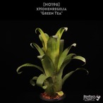 【送料無料】xHohenregelia 'Green Tea'〔ホヘンレゲリア〕現品発送H0196