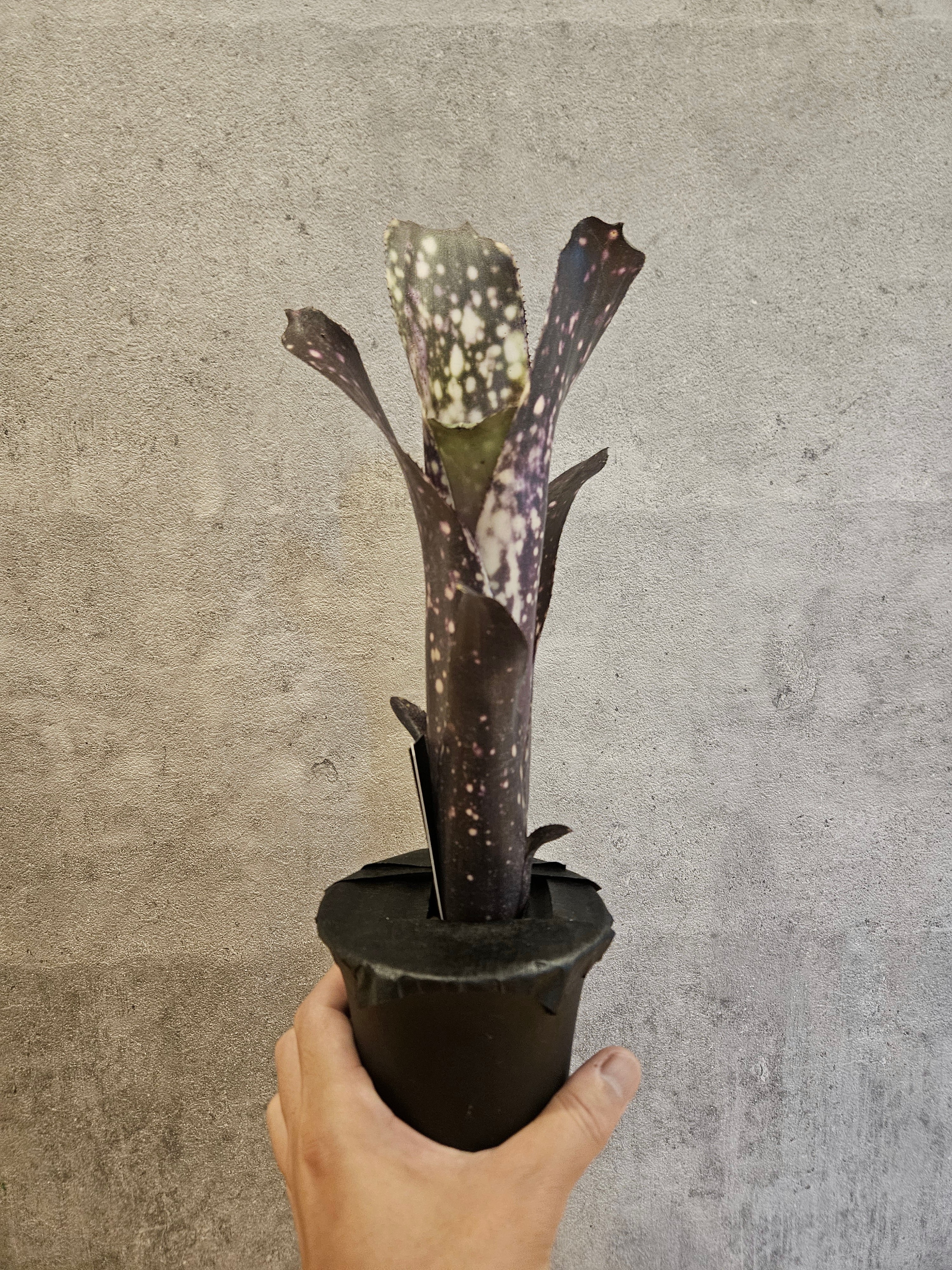 Bill.el zorro 【artPLANTs/PLANTS GARAGE 】 ビルベルギア/タンク