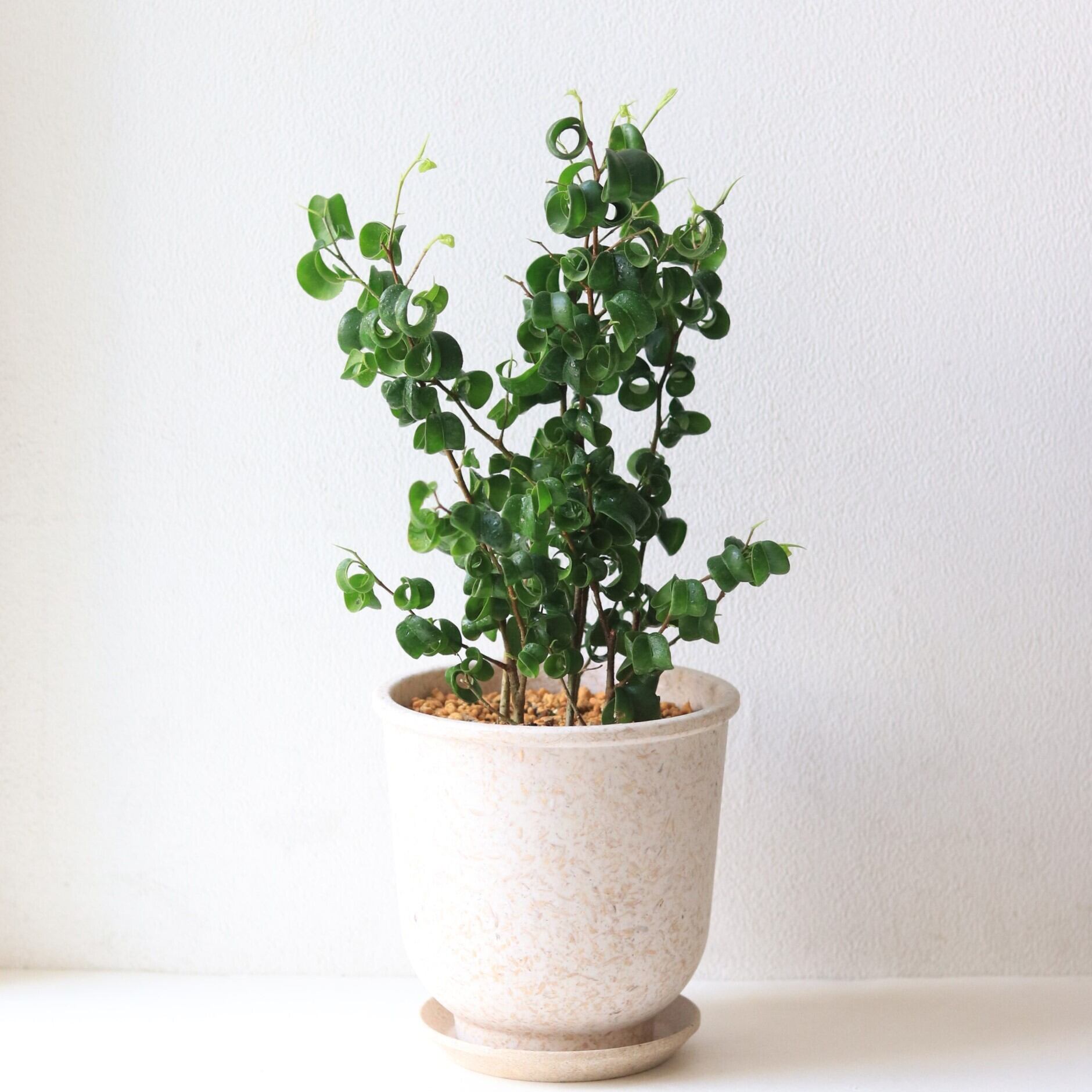 【グリーン】ベンジャミンバロック