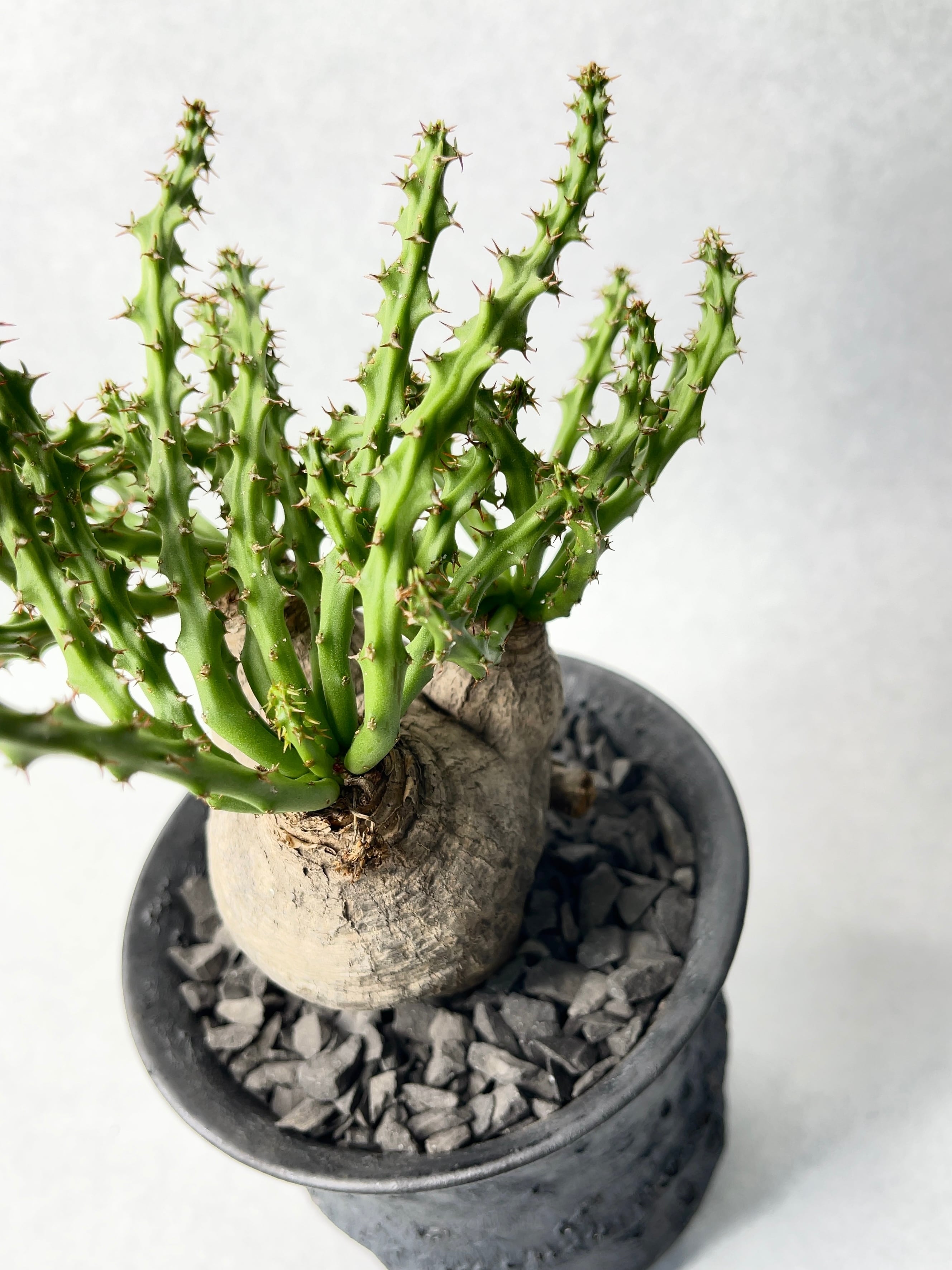 ユーフォルビア・ファンシャウェイ | trigger