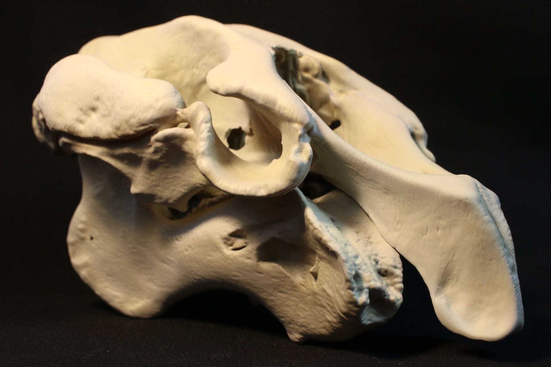 テンジクタチ 頭骨 （未脱脂） アメリカマナティー 20㎝縮小頭骨レプリカ | アンフィ合同会社