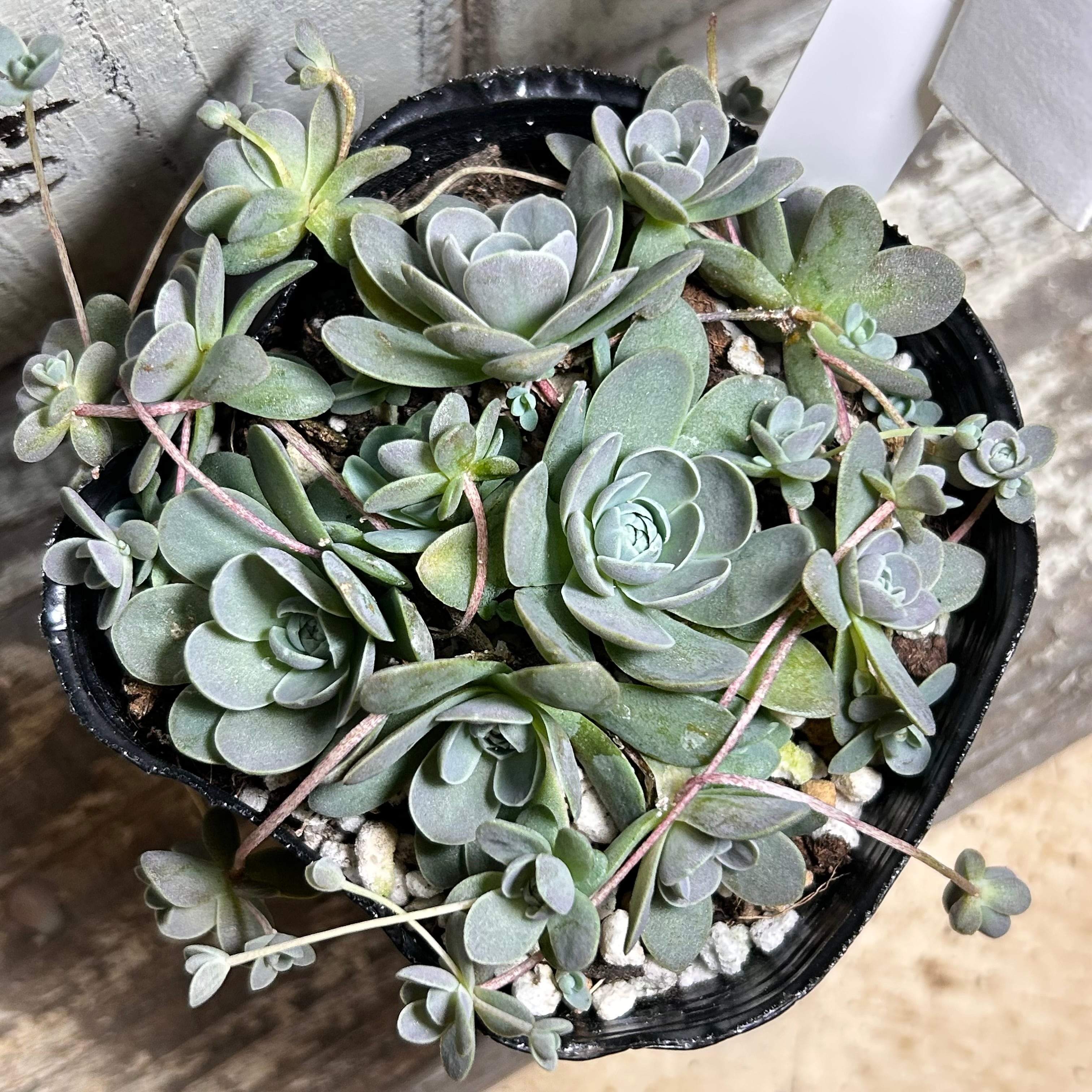 子持ち蓮華 | RuPo 多肉植物専門店