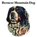 gray original Dog face &breed printed S/S TEE［Bernese Mountain］