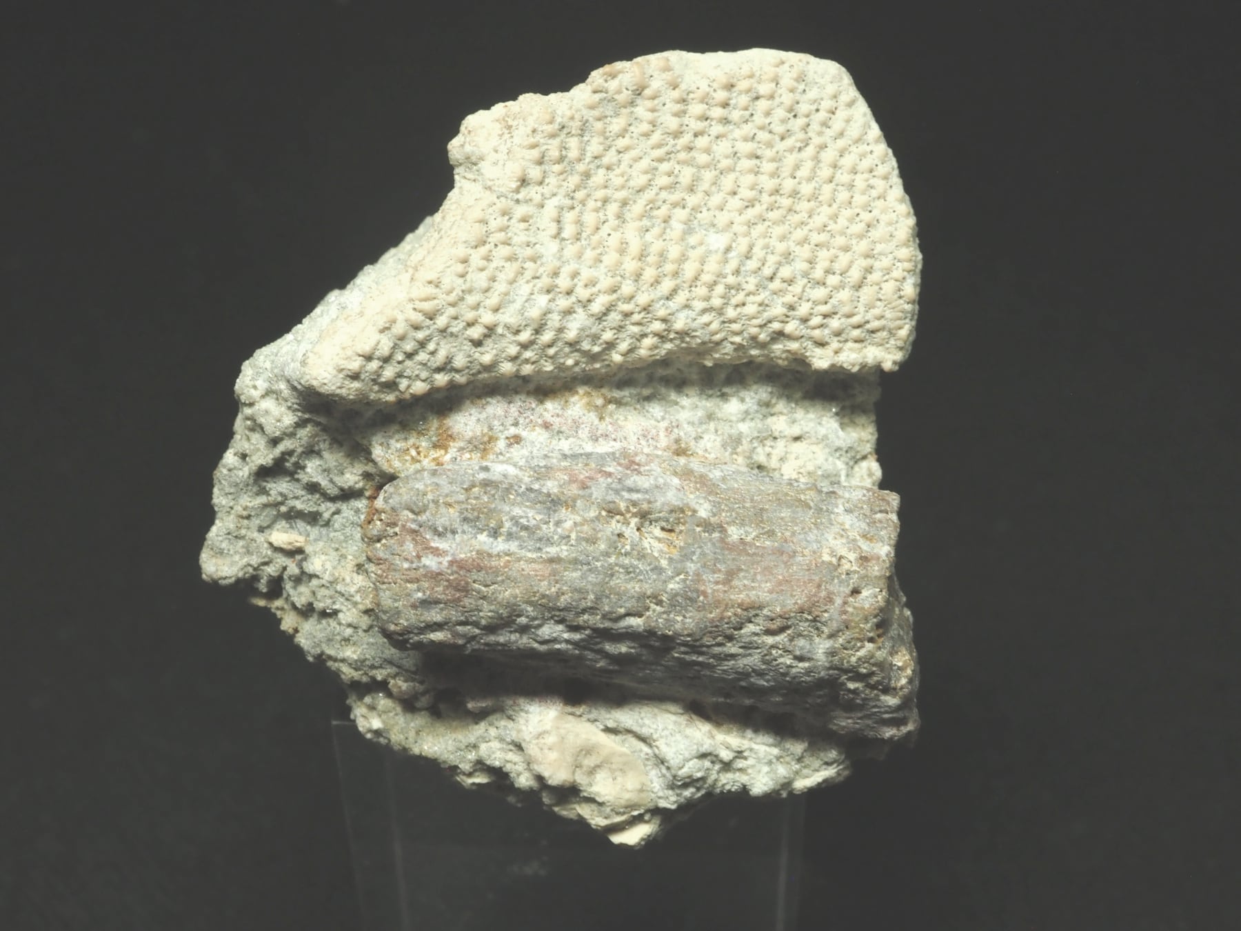 Placoderm / 甲冑魚 | 化石・隕石・鉱物の販売 JURASSIC