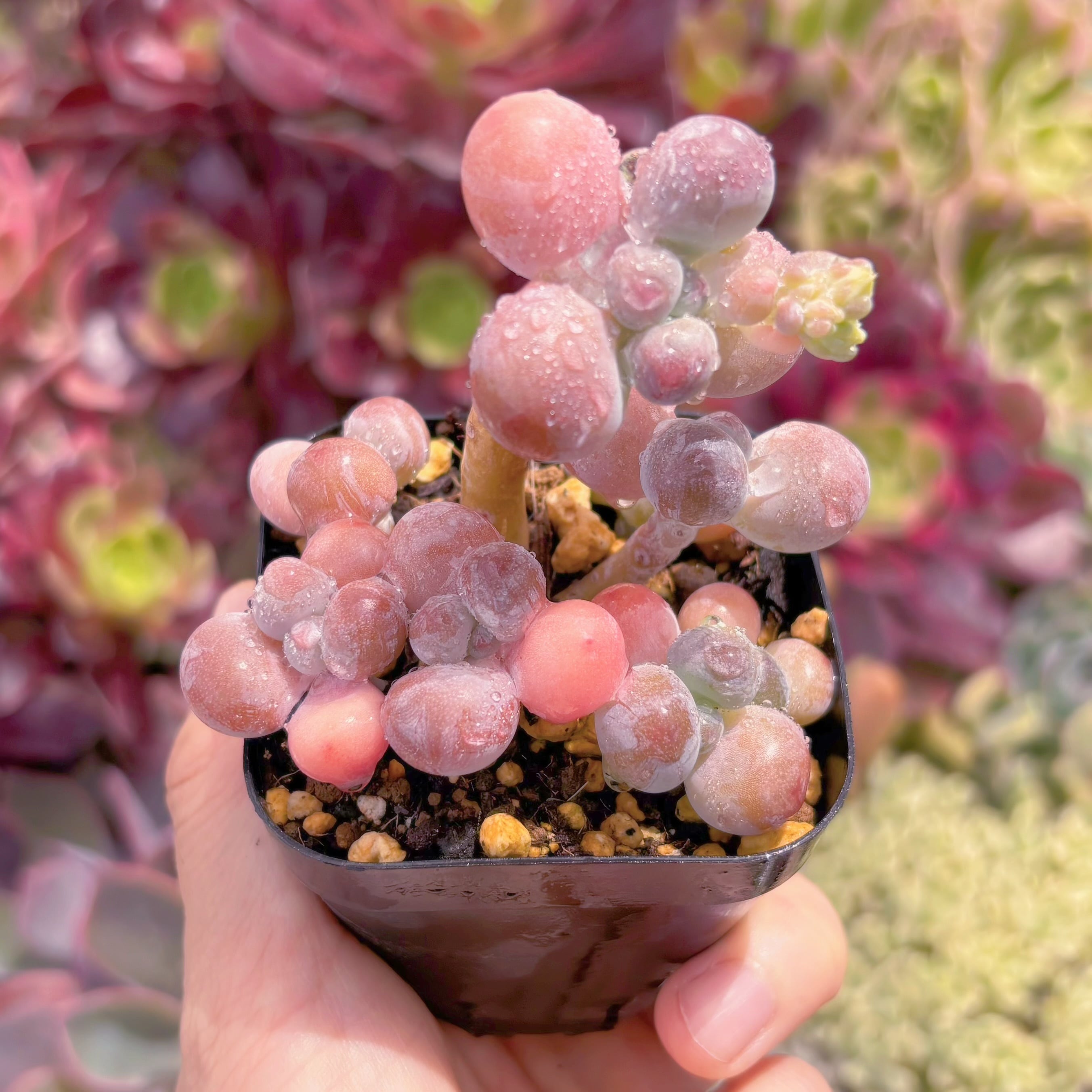 現品　パトリックスター#F061　古株　るる農園