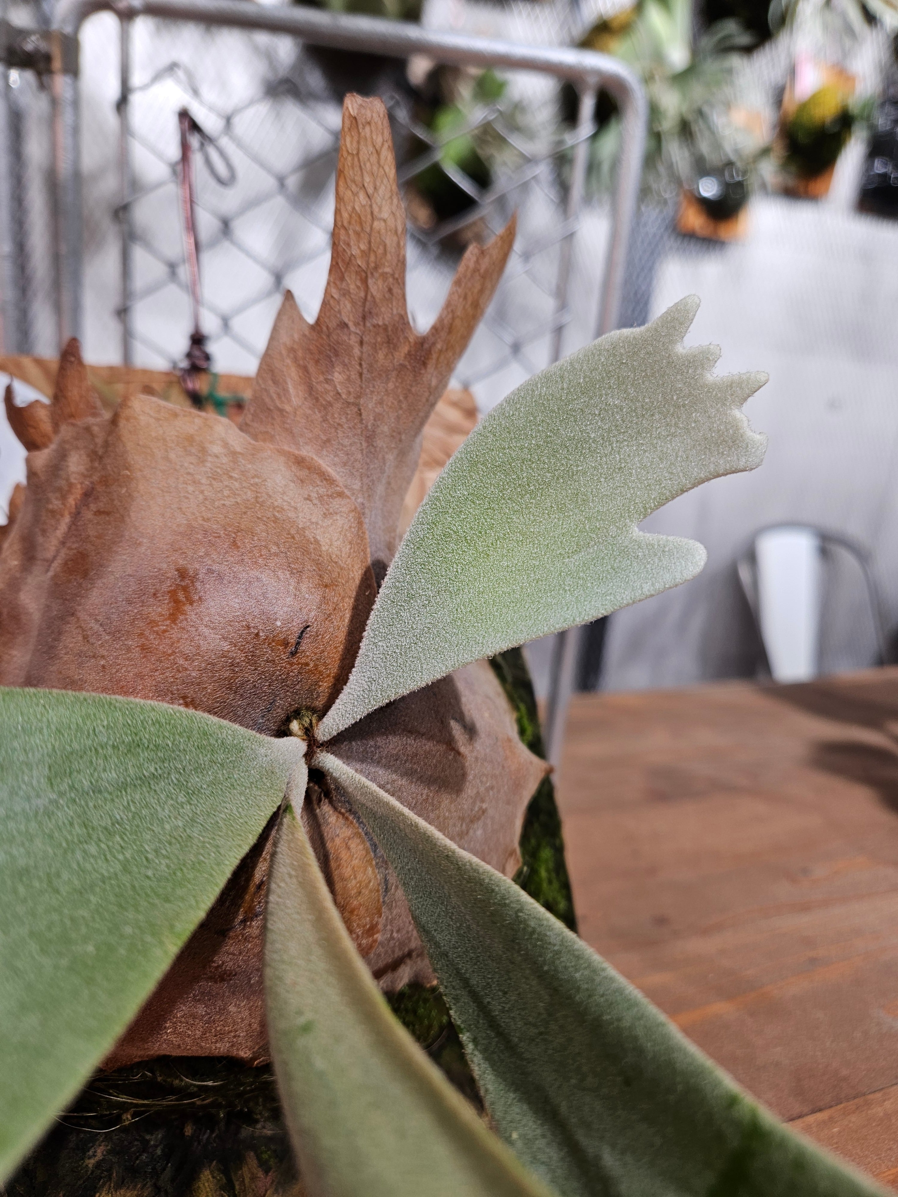 P.Suriya スリヤ子株　ビカクシダ P.Suriya スリヤ子株 ビカクシダ