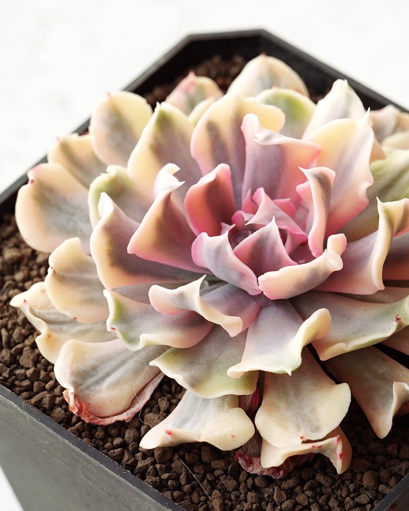 抜き苗 リベリア錦 Echeveria 'Liberia Variegated' | PUKUBOOK SUCCULENTS