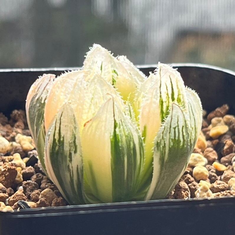 ハオルチア ベヌスタ錦 極上斑 ハオルチア ベヌスタ錦 極上斑