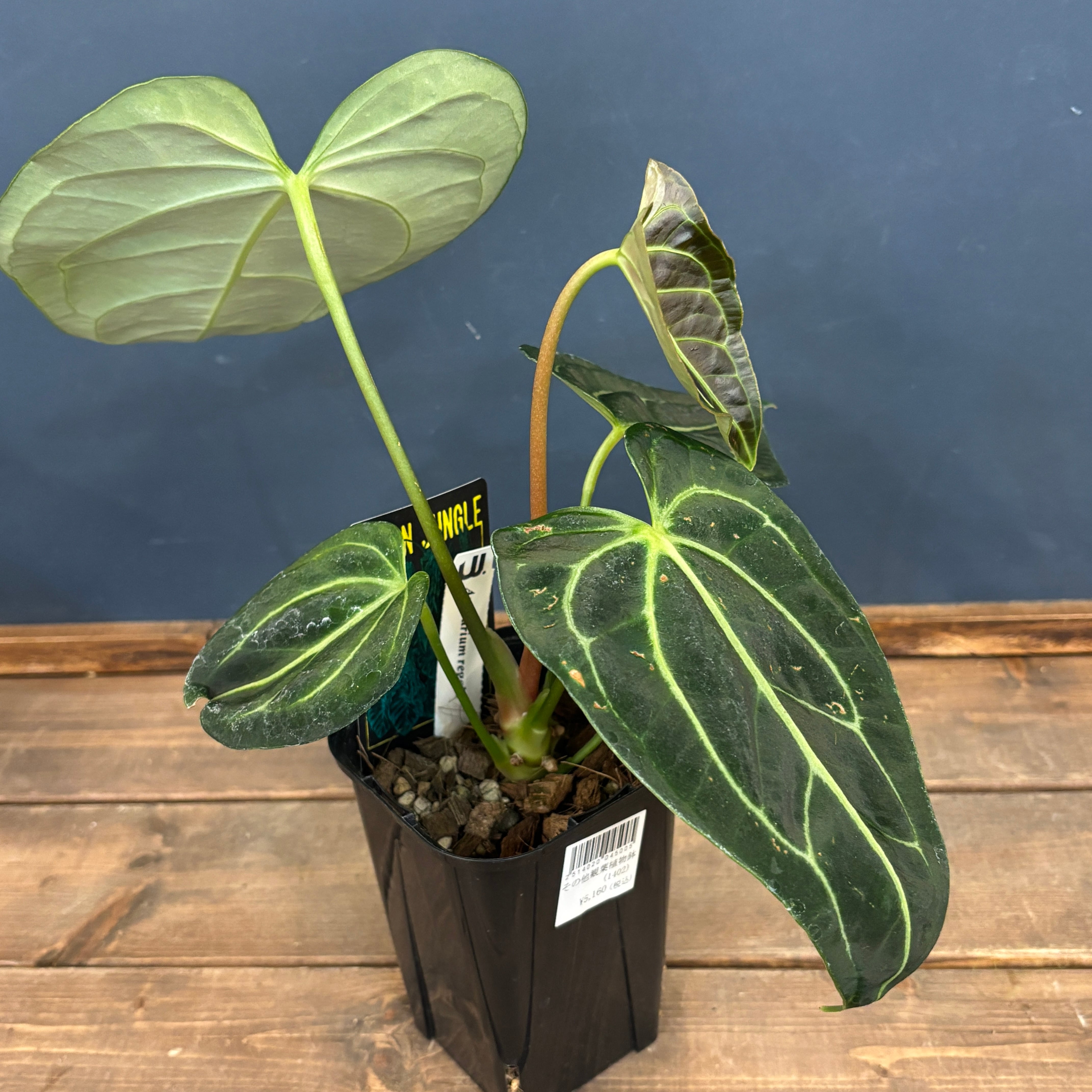 アンスリウム レガレ【518】 | PROTOLEAF プロトリーフ