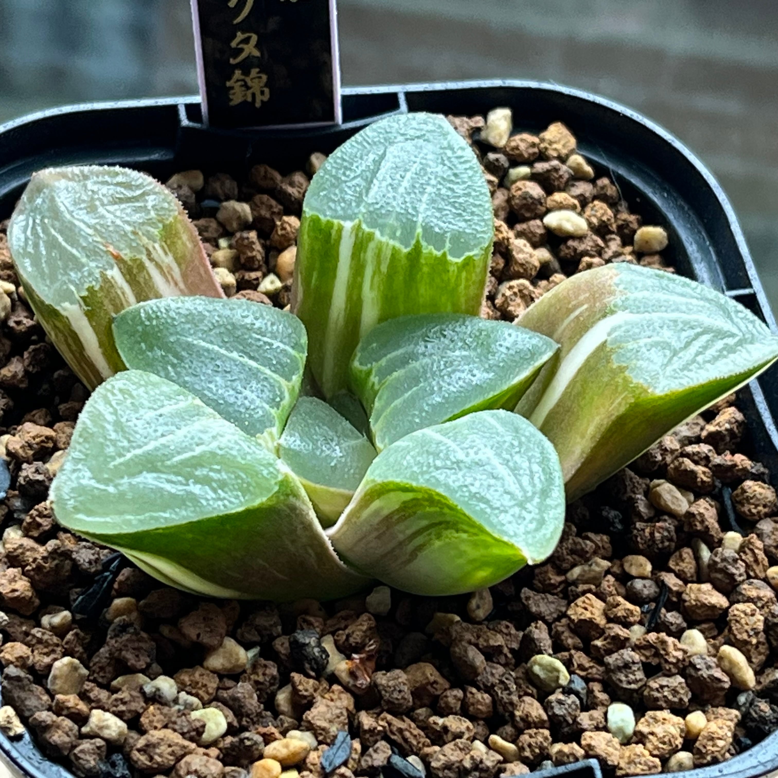 ハオルチア カンタロープアイランド | mocono_plants