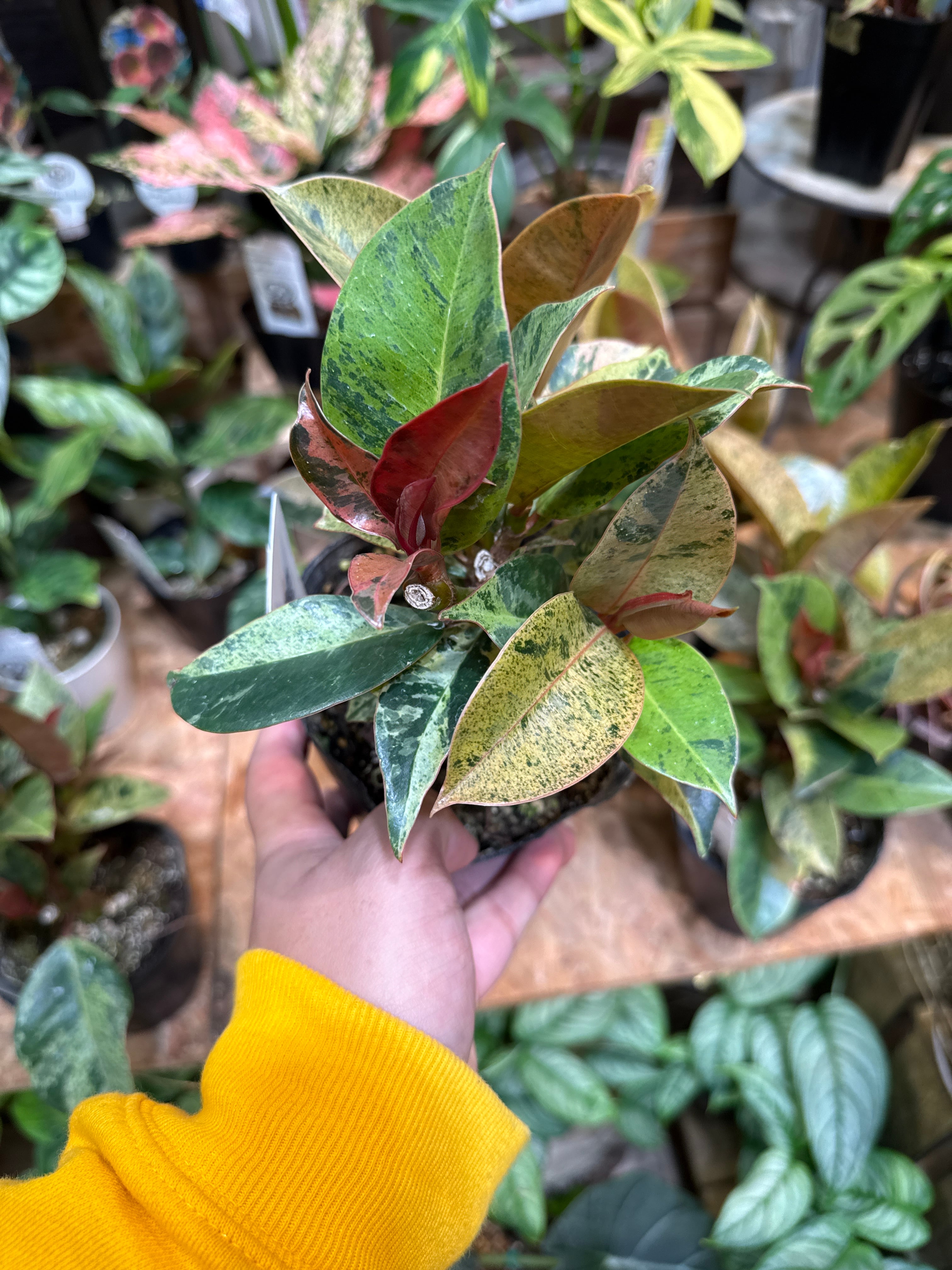 観葉植物 | Gardenえん 【観葉熱帯植物】