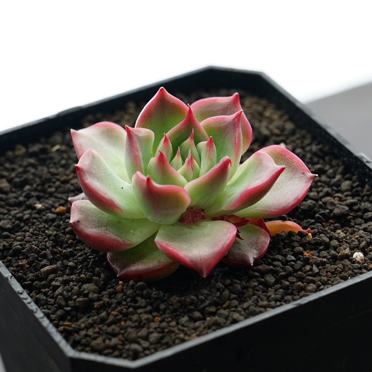 抜き苗 フロリディティ 標準サイズ Echeveria 'Floridity'