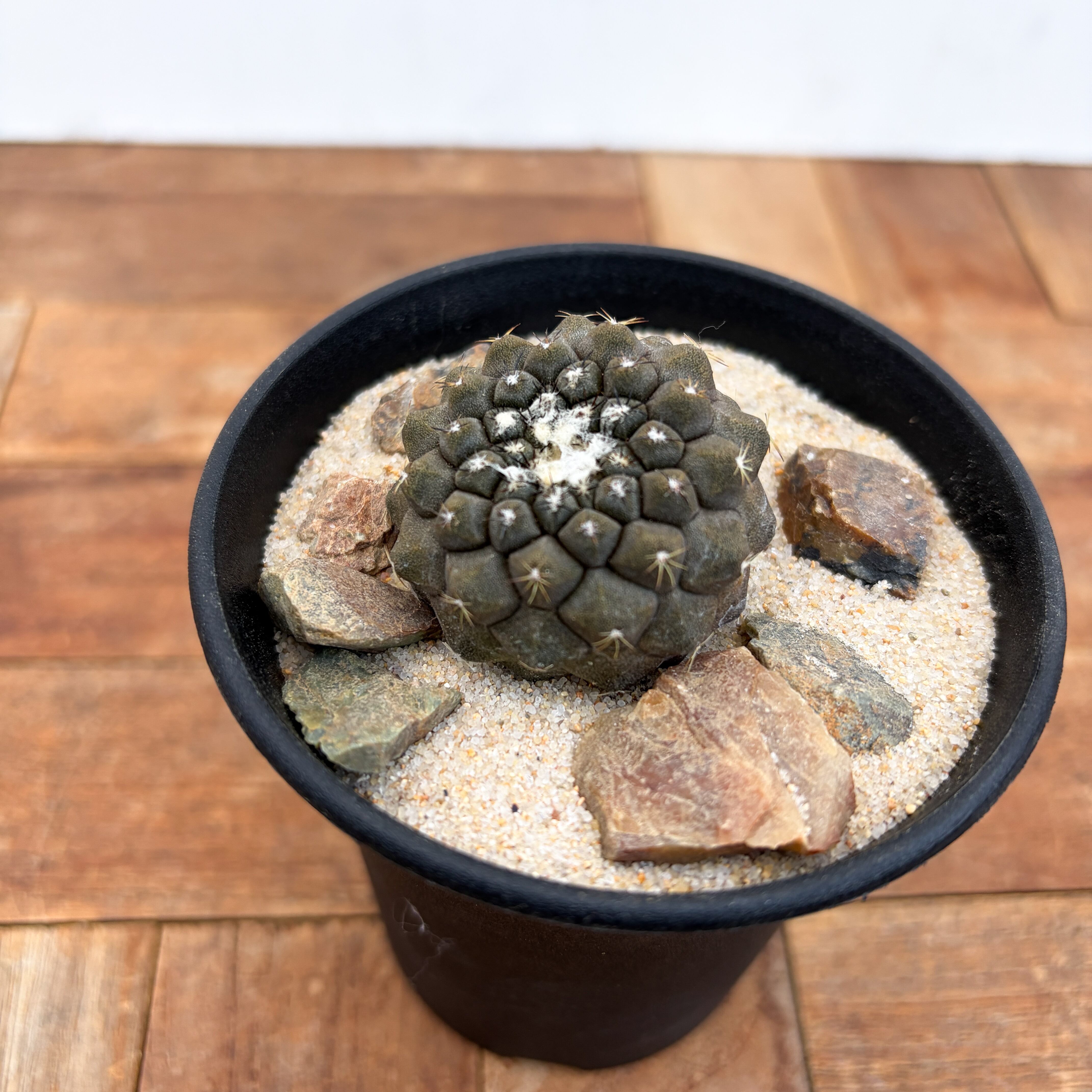 Copiapoa hypogaea【コピアポア・ヒポガエア】 | RIMO'S GREEN