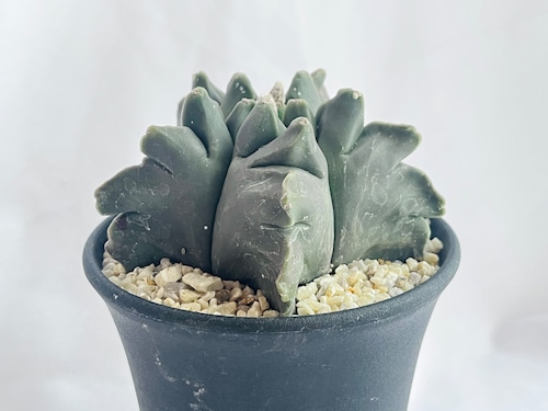 Astrophytum myriostigma　アストロフィツム　亀甲ヘキラン　ランポー玉　亀甲碧瑠璃鸞鳳玉　サボテン